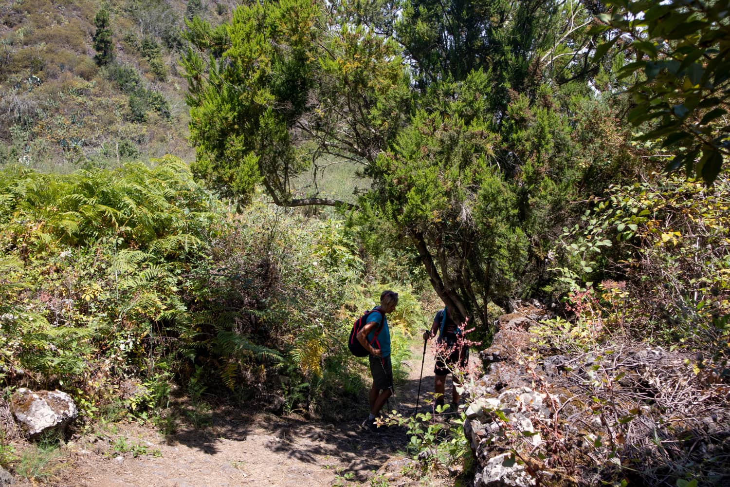 Ruta principal de senderismo a Cuevas Negras PR TF 53