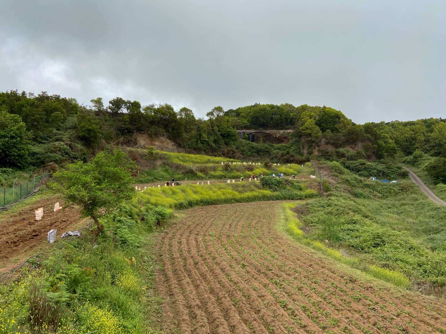 Potato harvest near Erjos