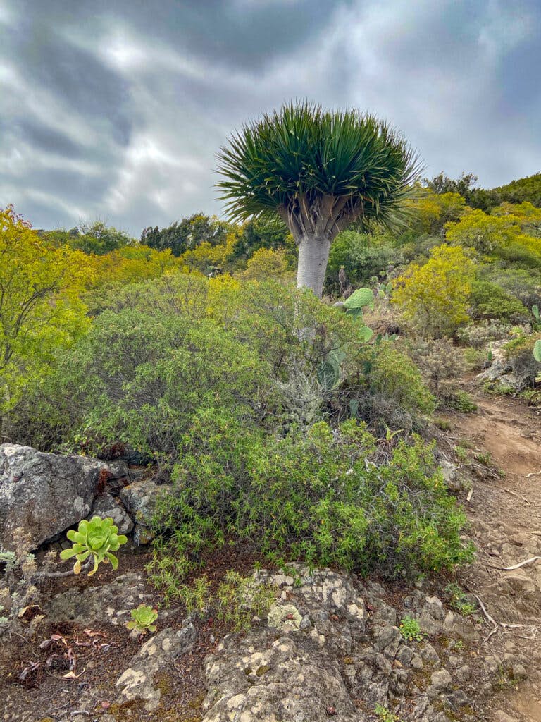 Dragon tree on the ascent path towards Tierra del Trigo