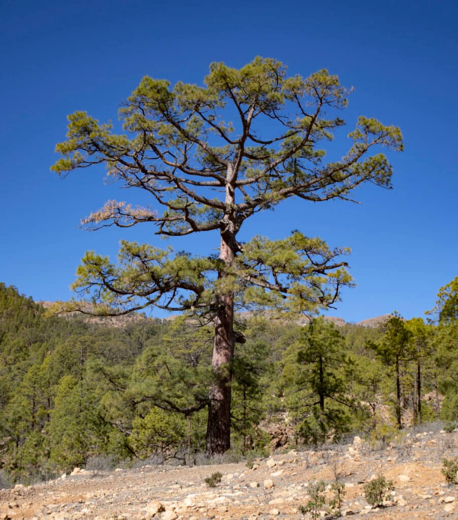 big tree by the wayside