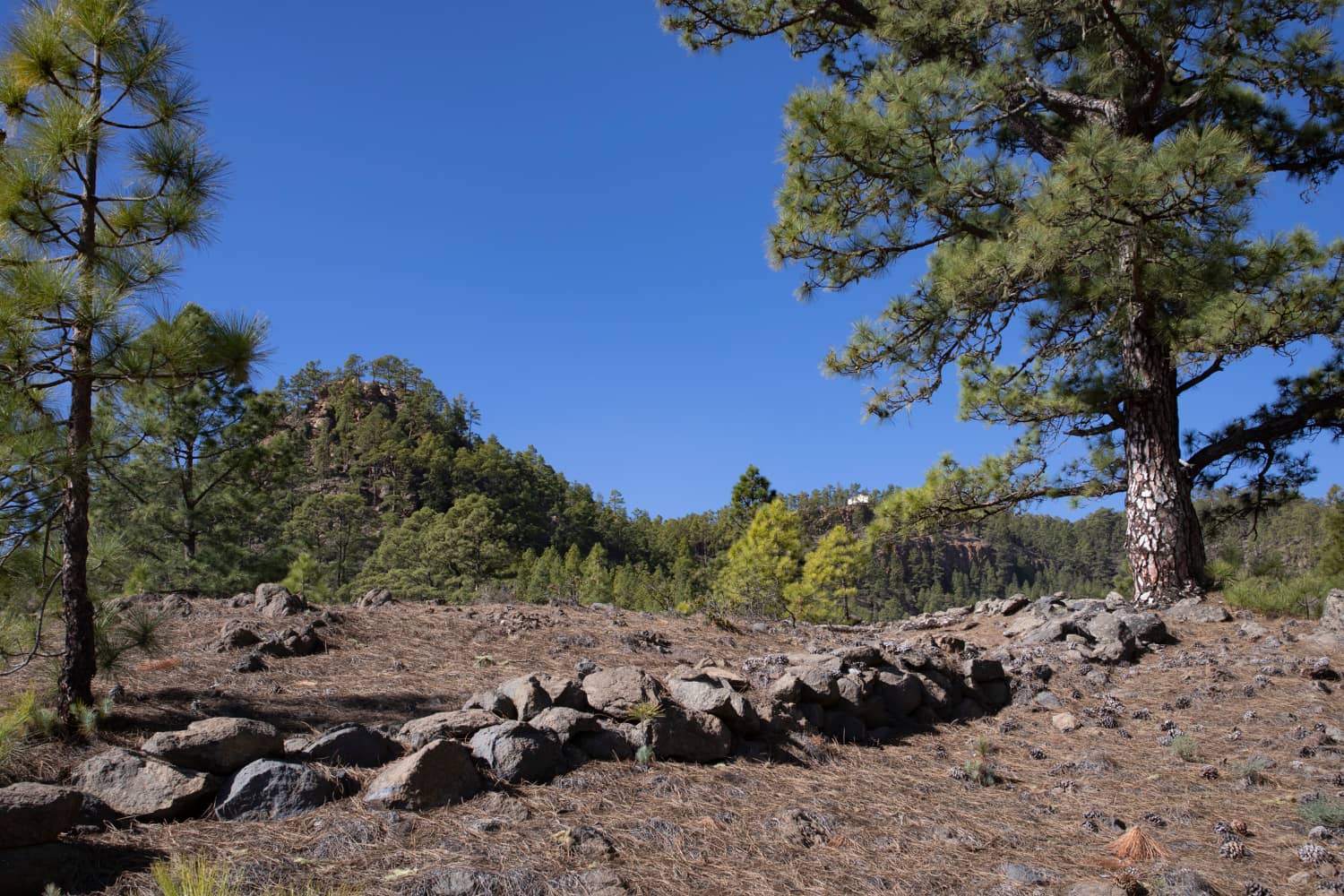 Hiking trail over plateaus and through pine forests