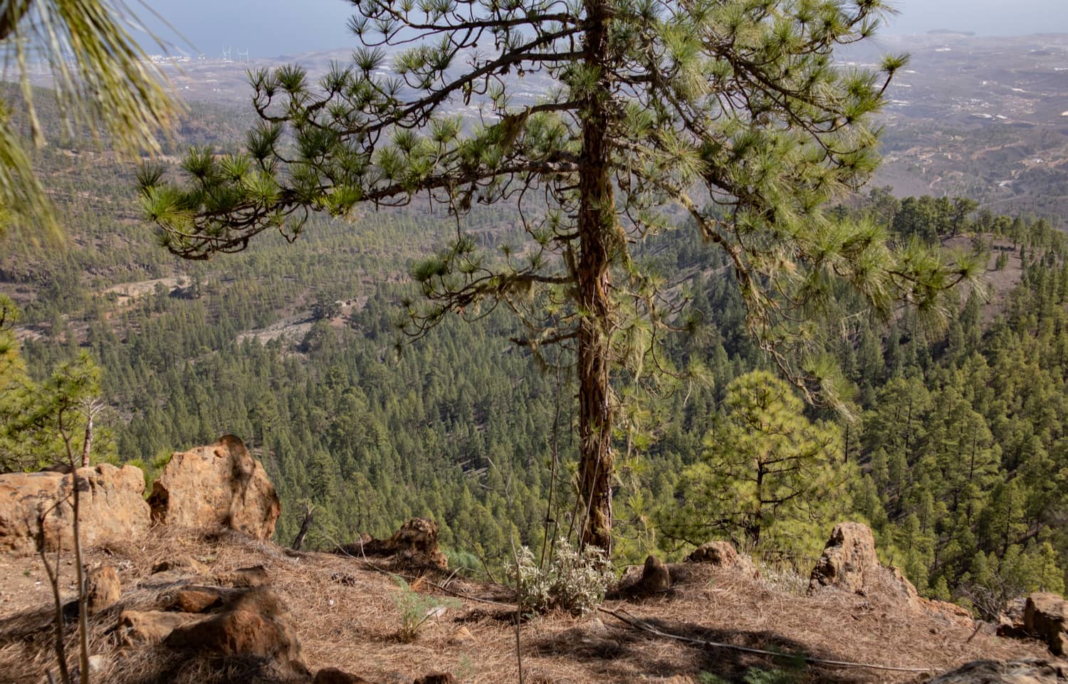 Ruta de senderismo a través de bosques de pinos con magníficas vistas