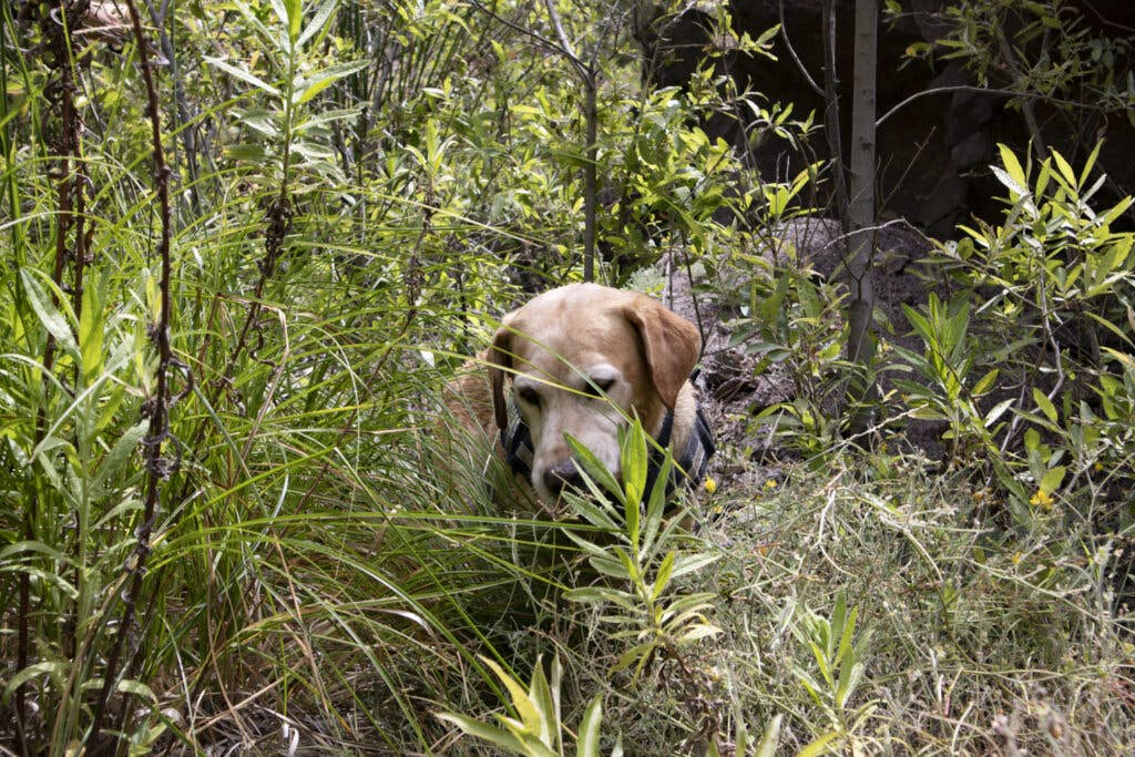 even dog must fight its way through the thicket