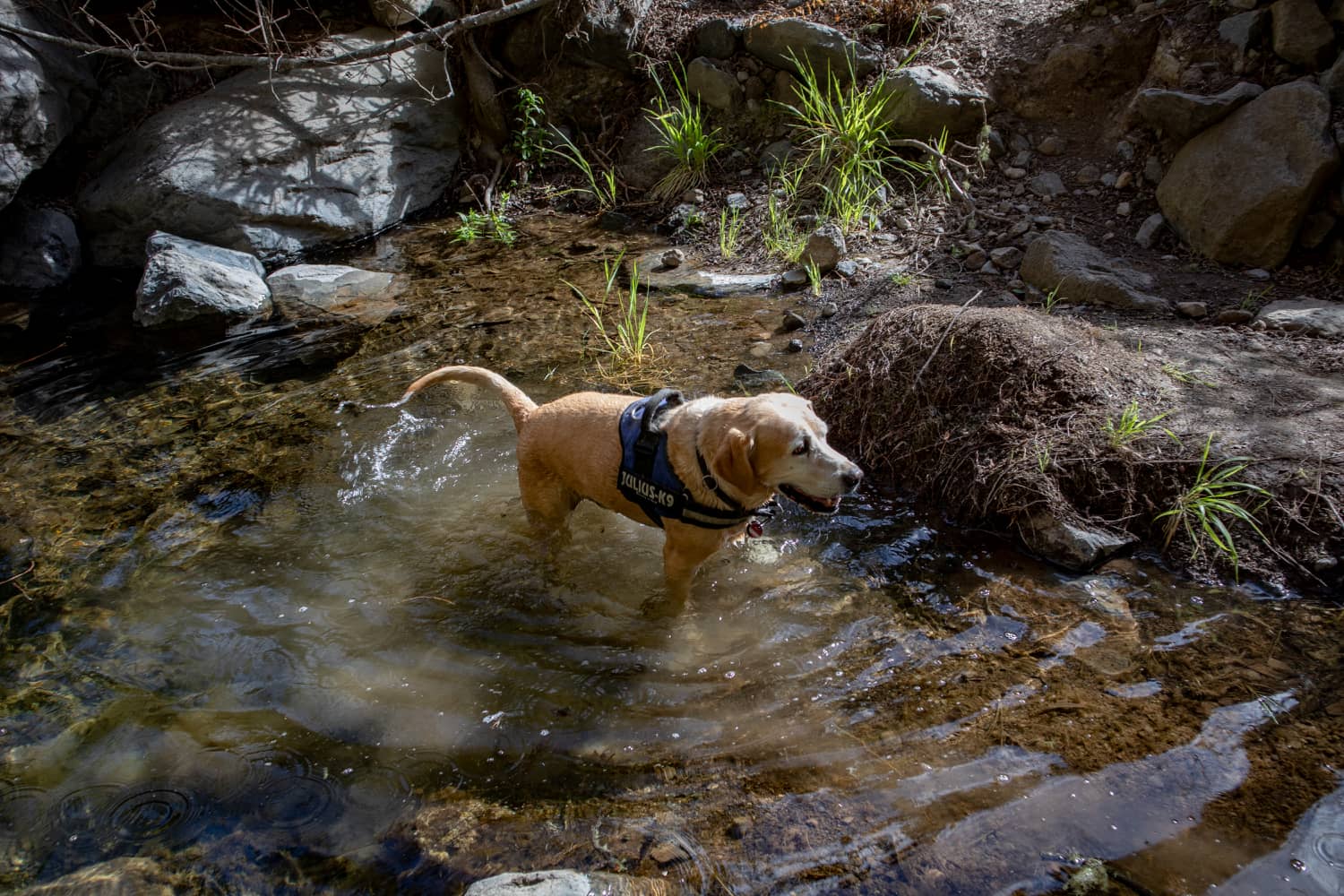 El perro se refresca