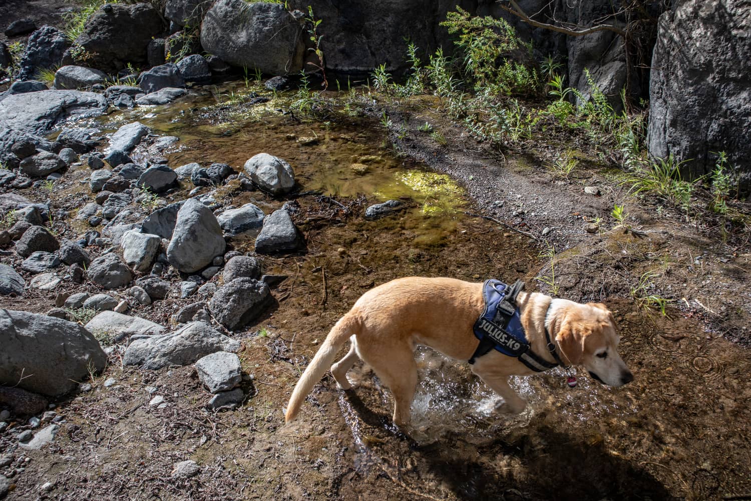 Dog enjoys water