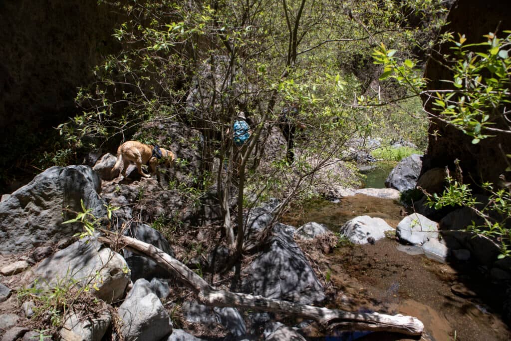 Barranco del Río - bushes, rocks and a narrow gorge