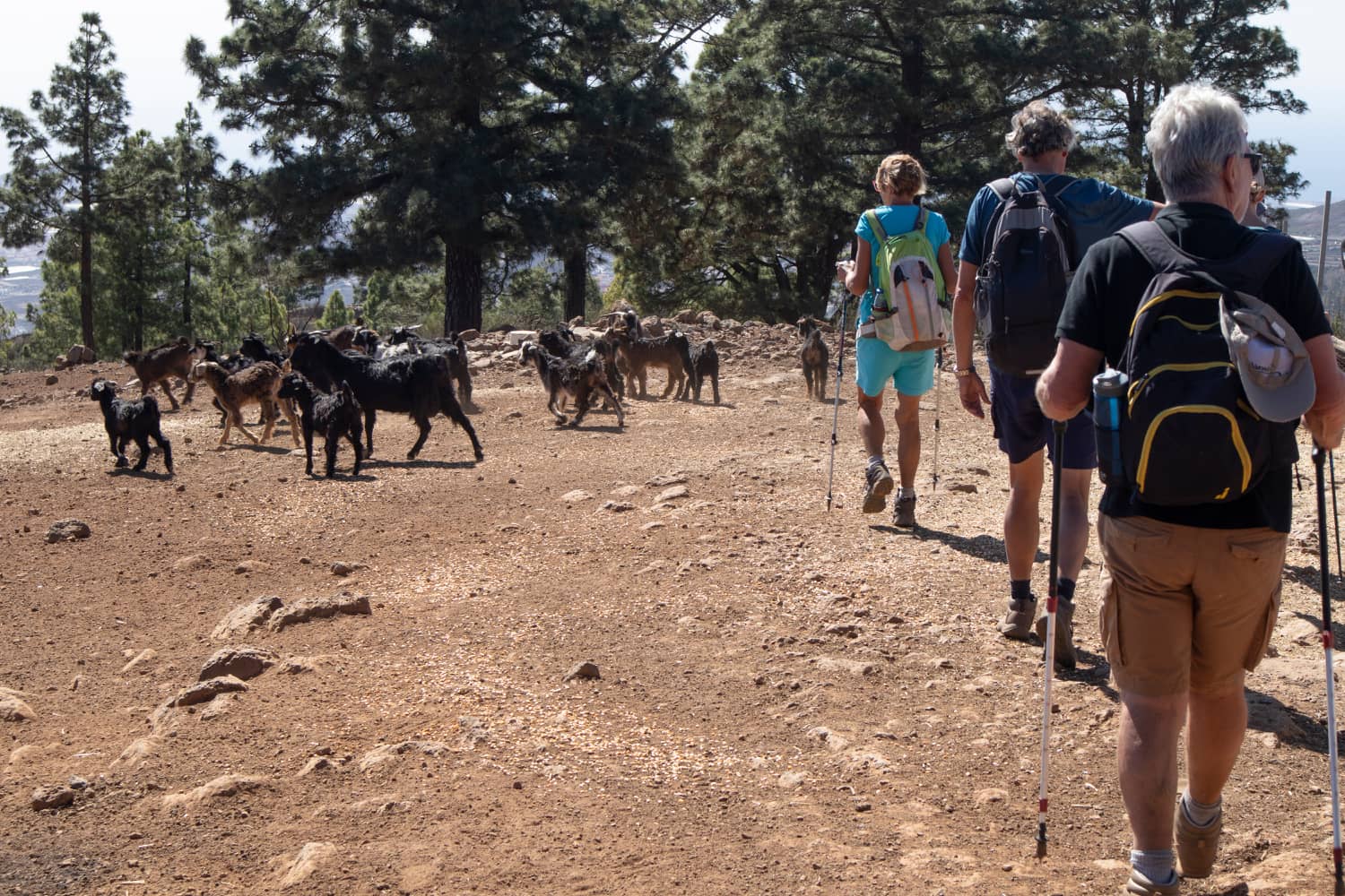 Hiking trail through a goat farm