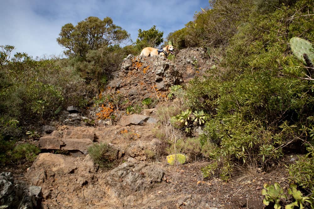 Ruta de ascenso desde Tegueste a la Mesa de Tejina