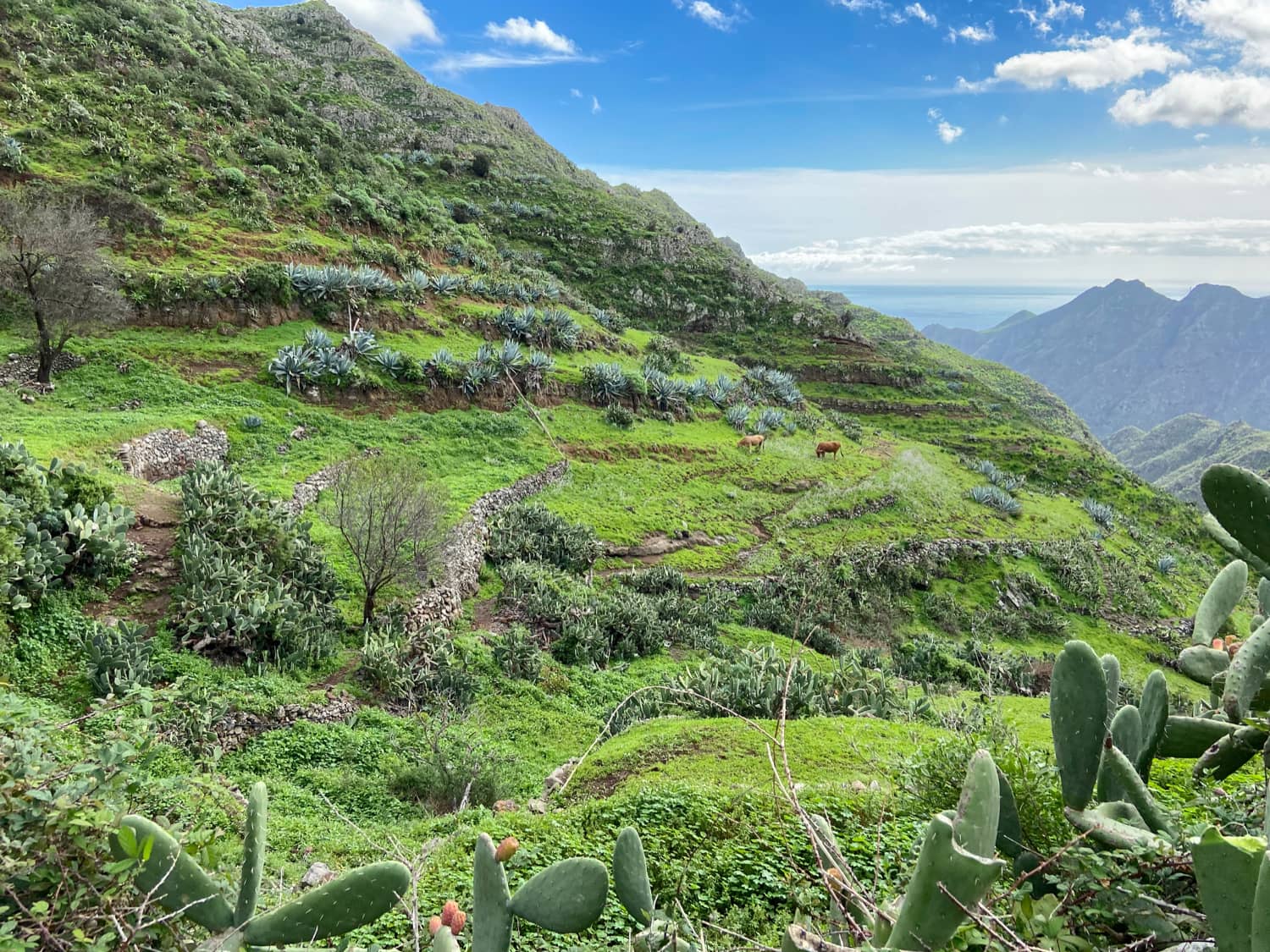 Camino de El Chorro a Los Berros - Vacas en el pasto cerca de El Chorro