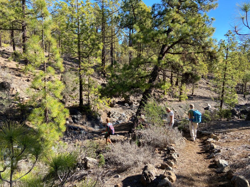 Hiking through the pine forest