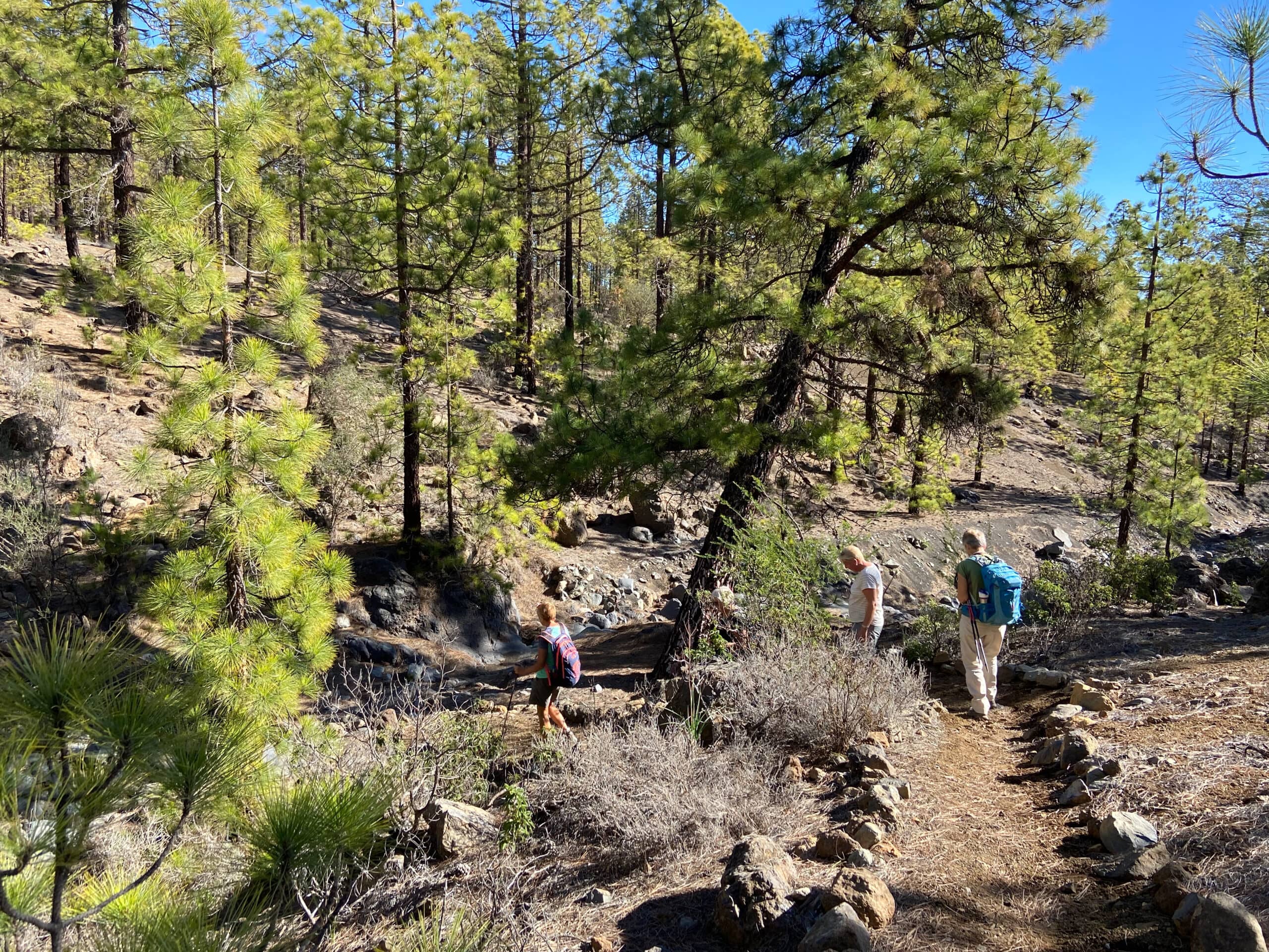 Wandern durch den Kiefernwald