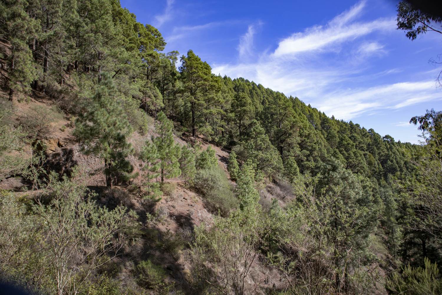 Ruta de senderismo por la ladera del bosque de la Esperanza - Pista Huelgues en la ruta de las Raíces
