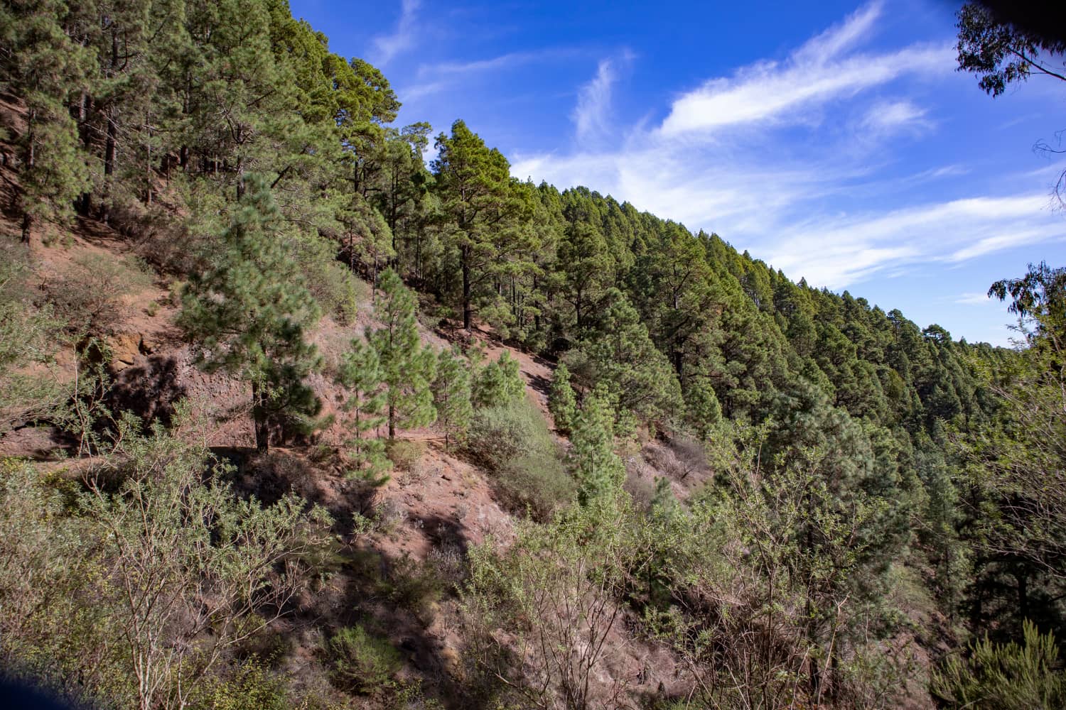 Wanderweg am Hang durch den Esperanza Wald - Pista Huelgues auf der Wanderung las Raíces