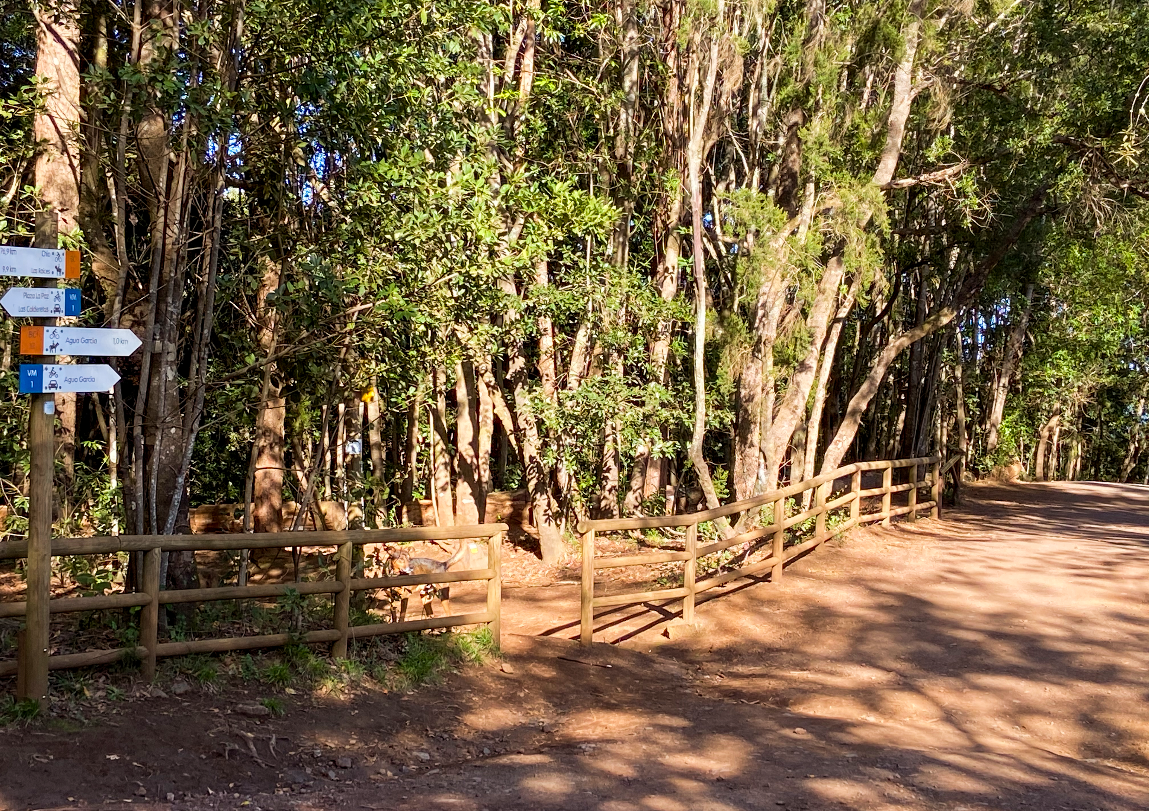 Ruta de senderismo en el Bosque de la Esperanza cerca de Lomo de Jara con buena señalización 