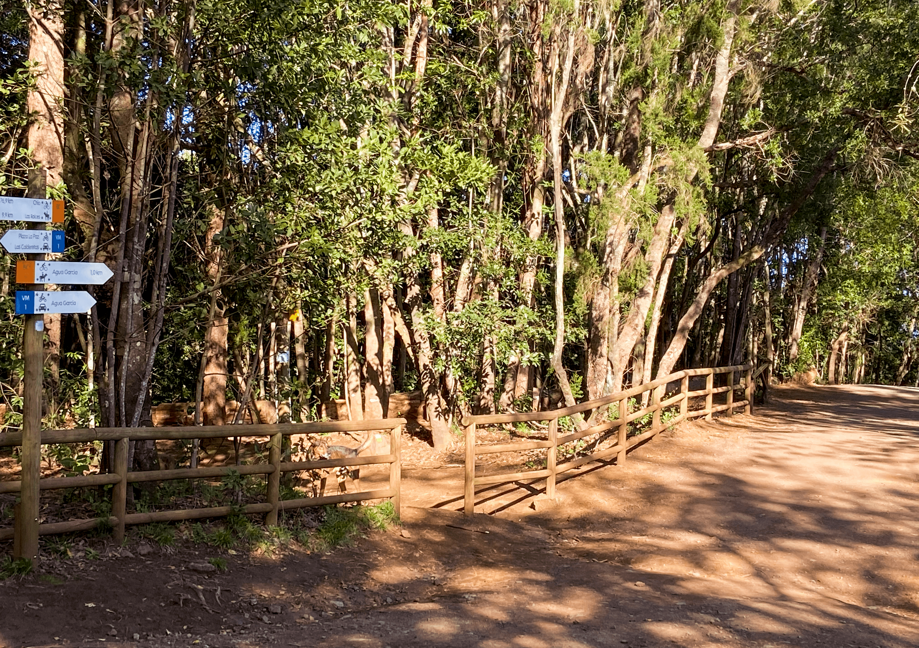 Wanderweg im Esperanza Wald bei Lomo de Jara mit guter Ausschilderung 