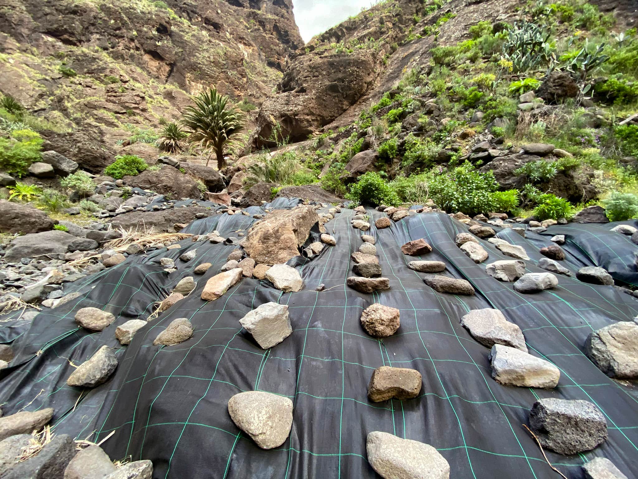 Láminas de plástico con piedras para eliminar las plantas exóticas