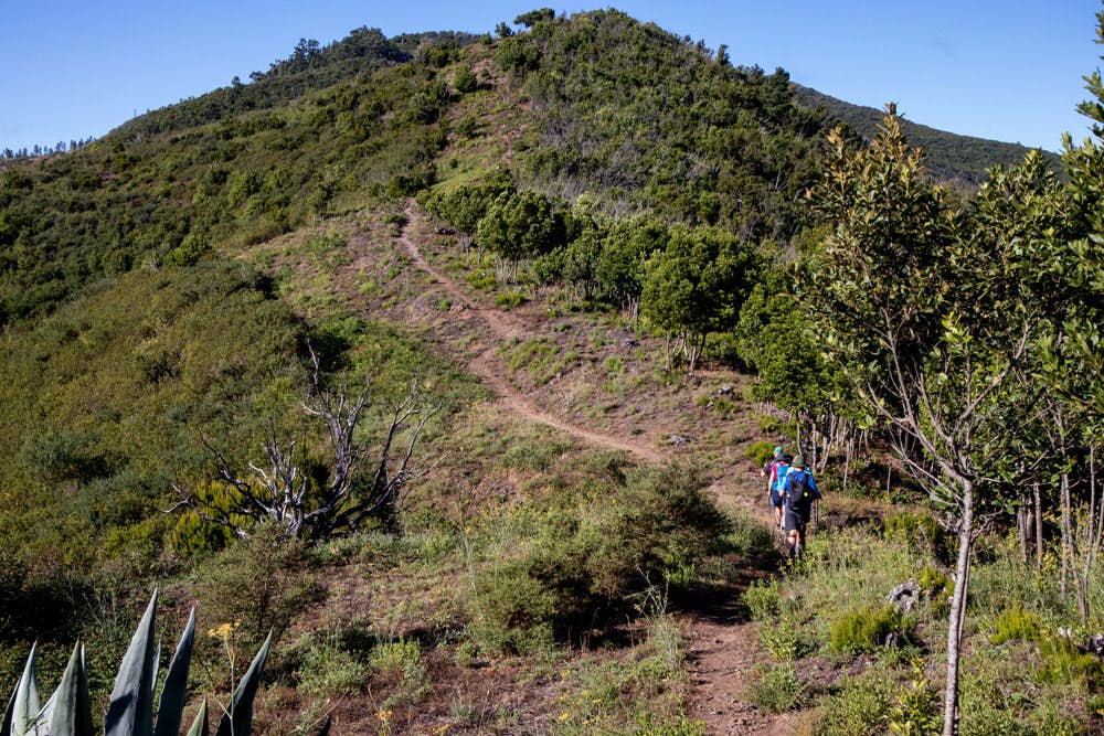 Teno Mountains: Hiking trail over the ridge at the edge of the forest