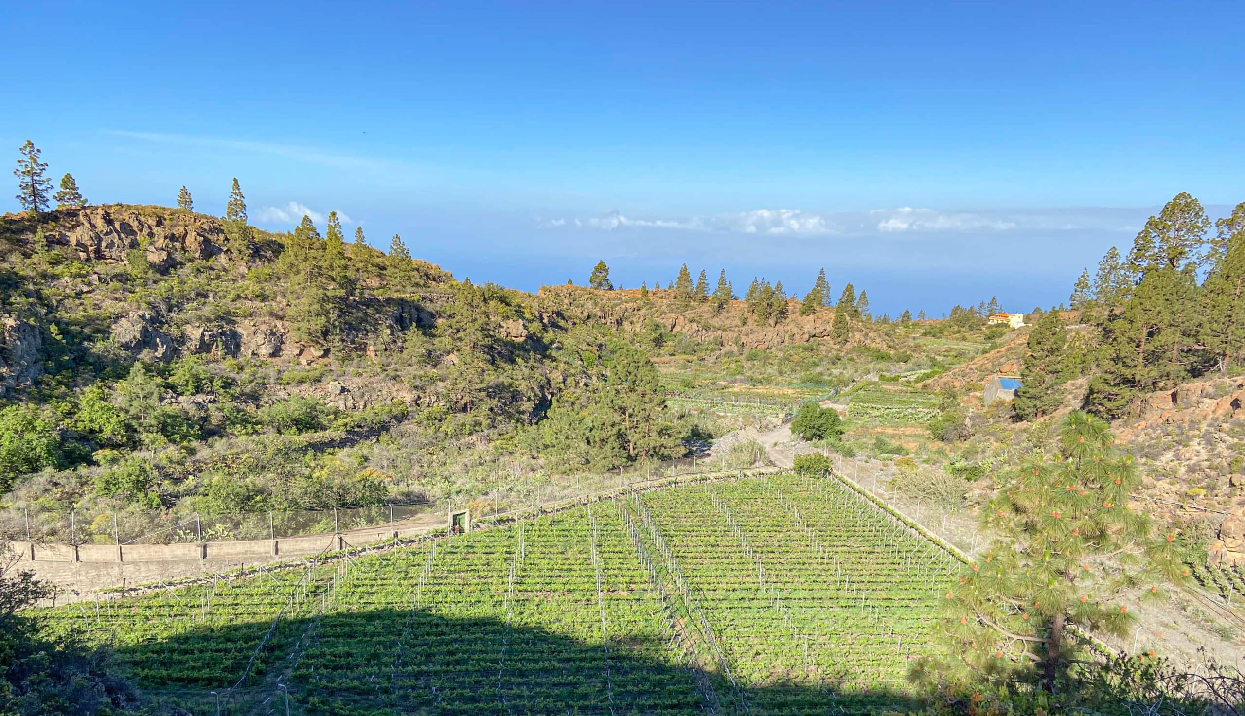 the hiking trail leads around a large vineyard above Chirche