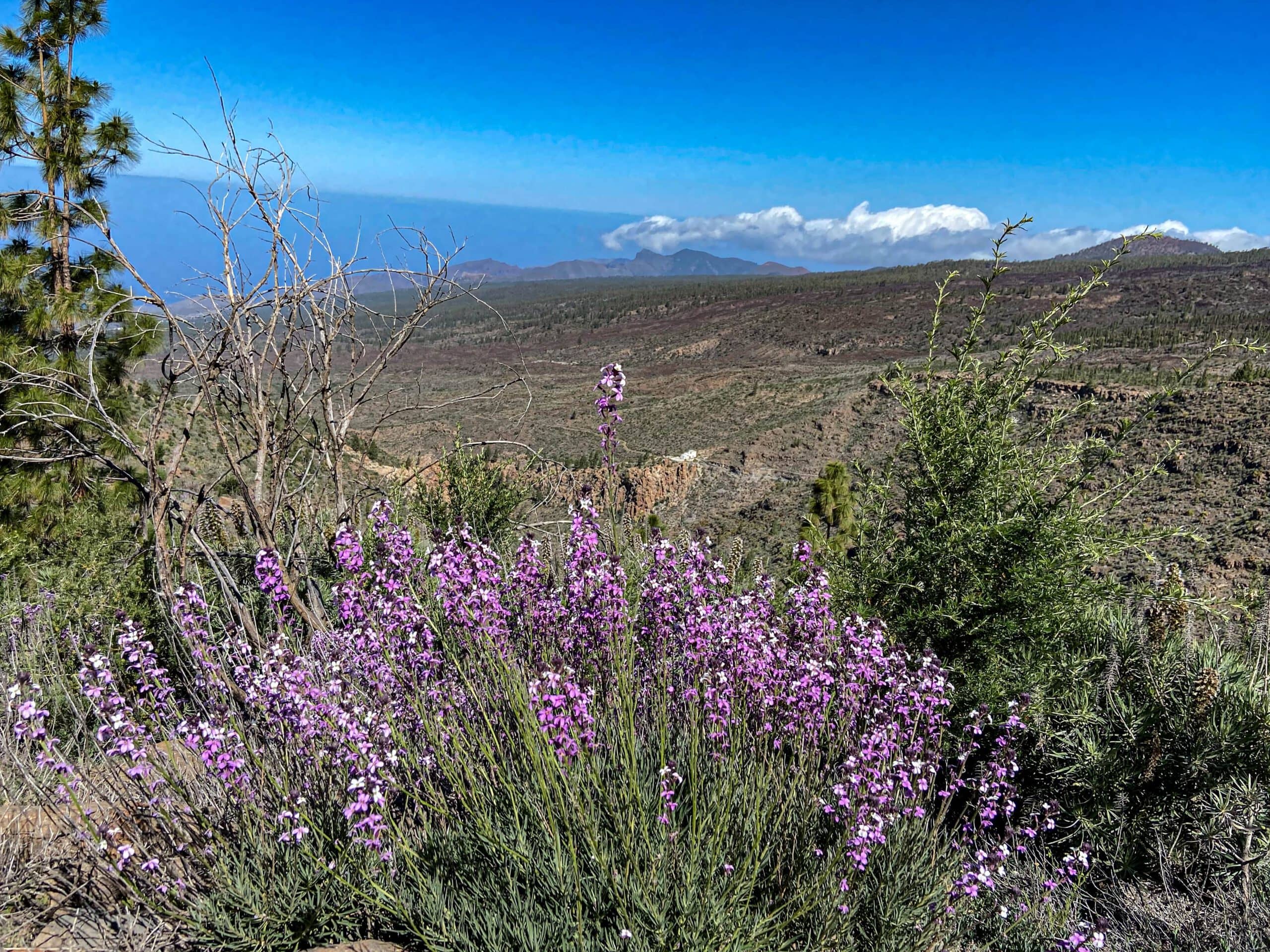 View from the ridge path into the gorges to the right (Barranco de la Corcova) and to the left (Barranco Tamuja).