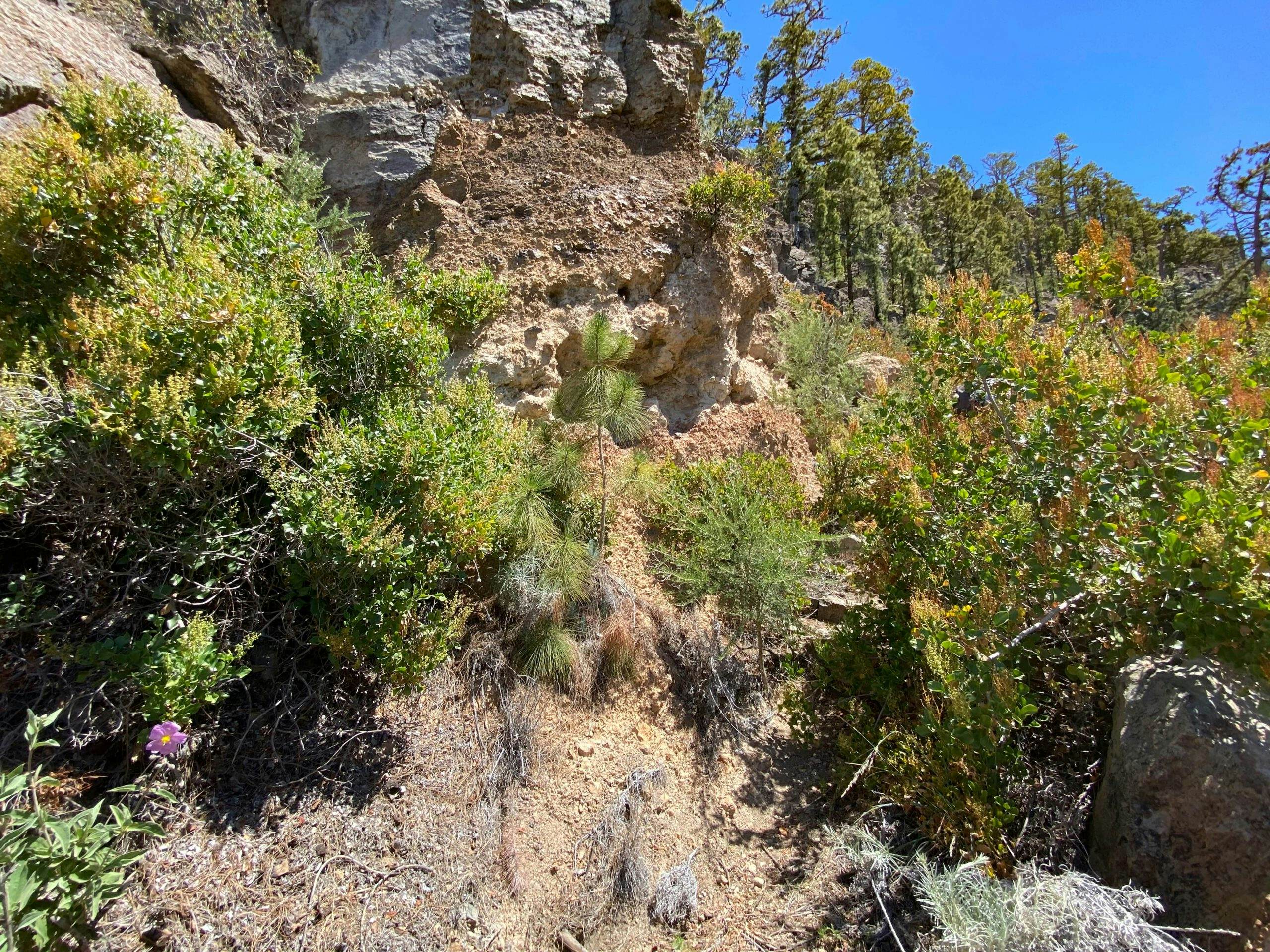 Estrecho camino en el Barranco Tagara en lo alto del Chirche