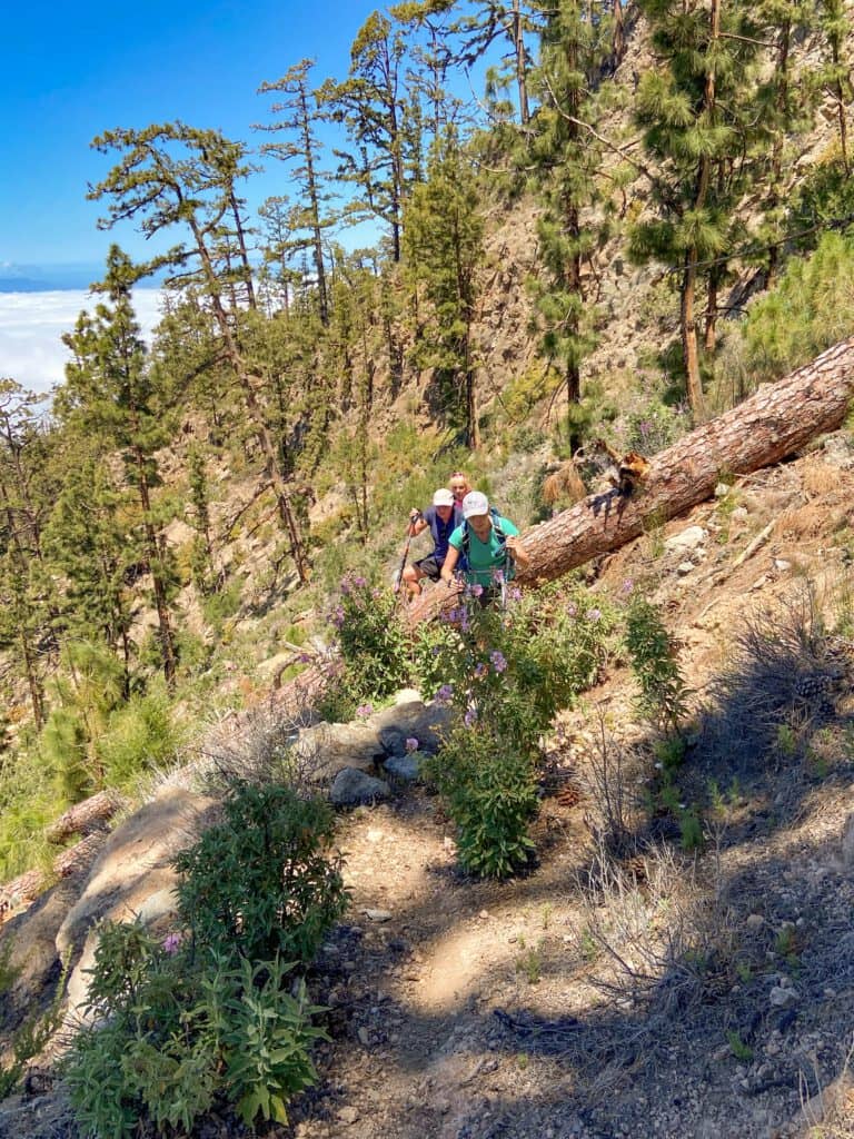 Hiking over fallen tree trunks in the Barranco de Tagara