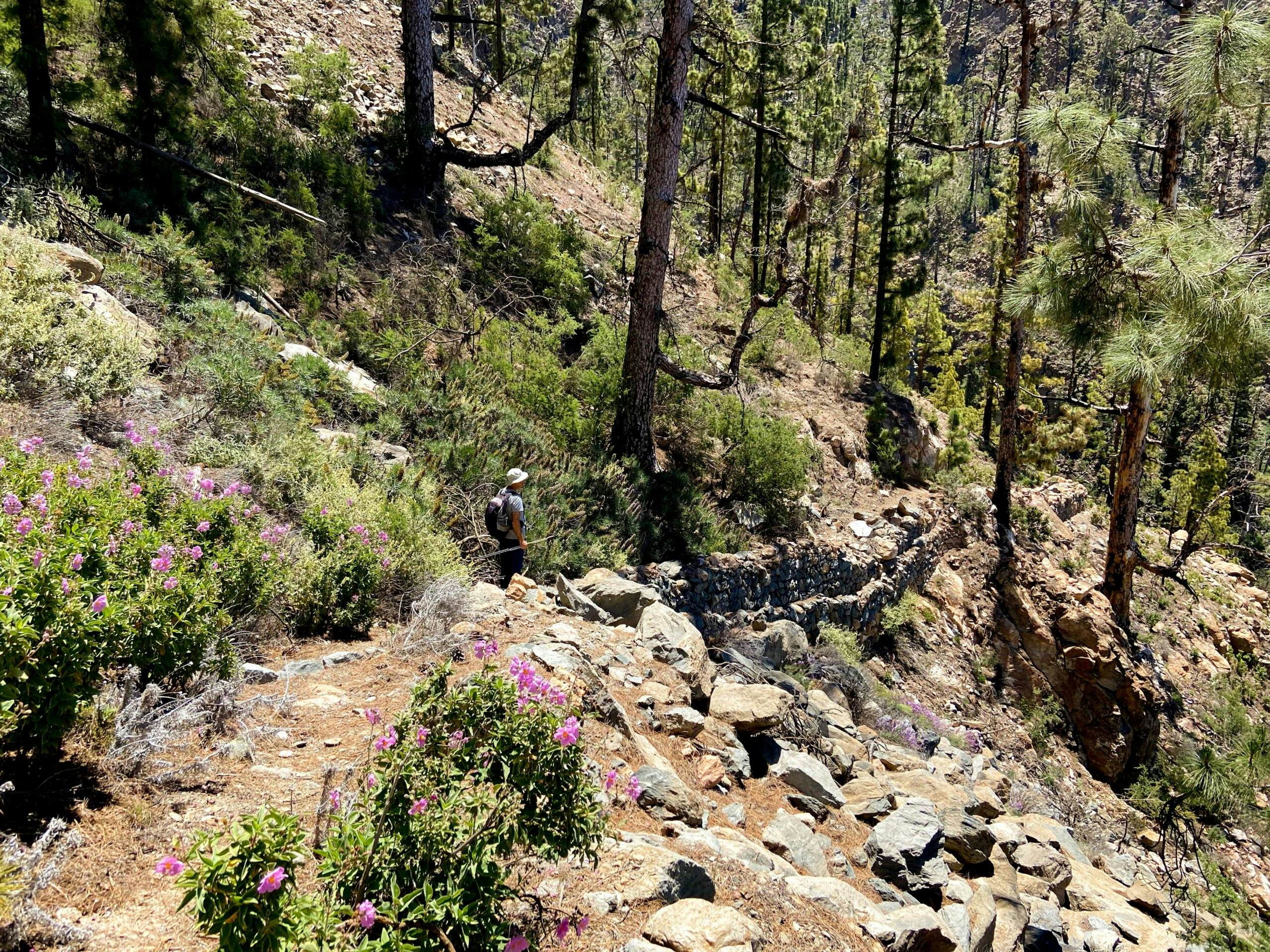 Hiking trail through the pine forest above the Barranco de Tagara