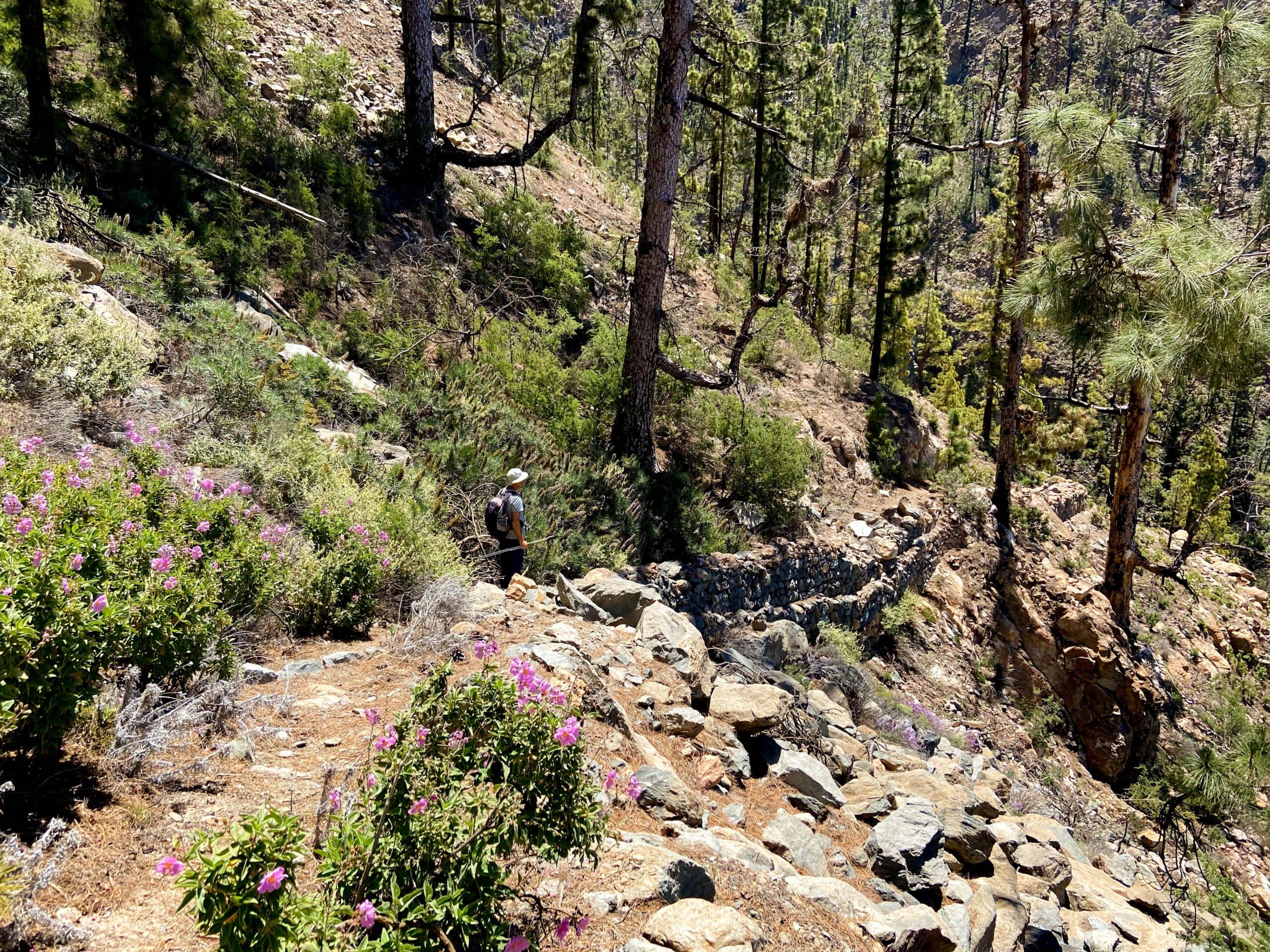 Wanderweg durch den Kiefernwald über dem Barranco de Tagara