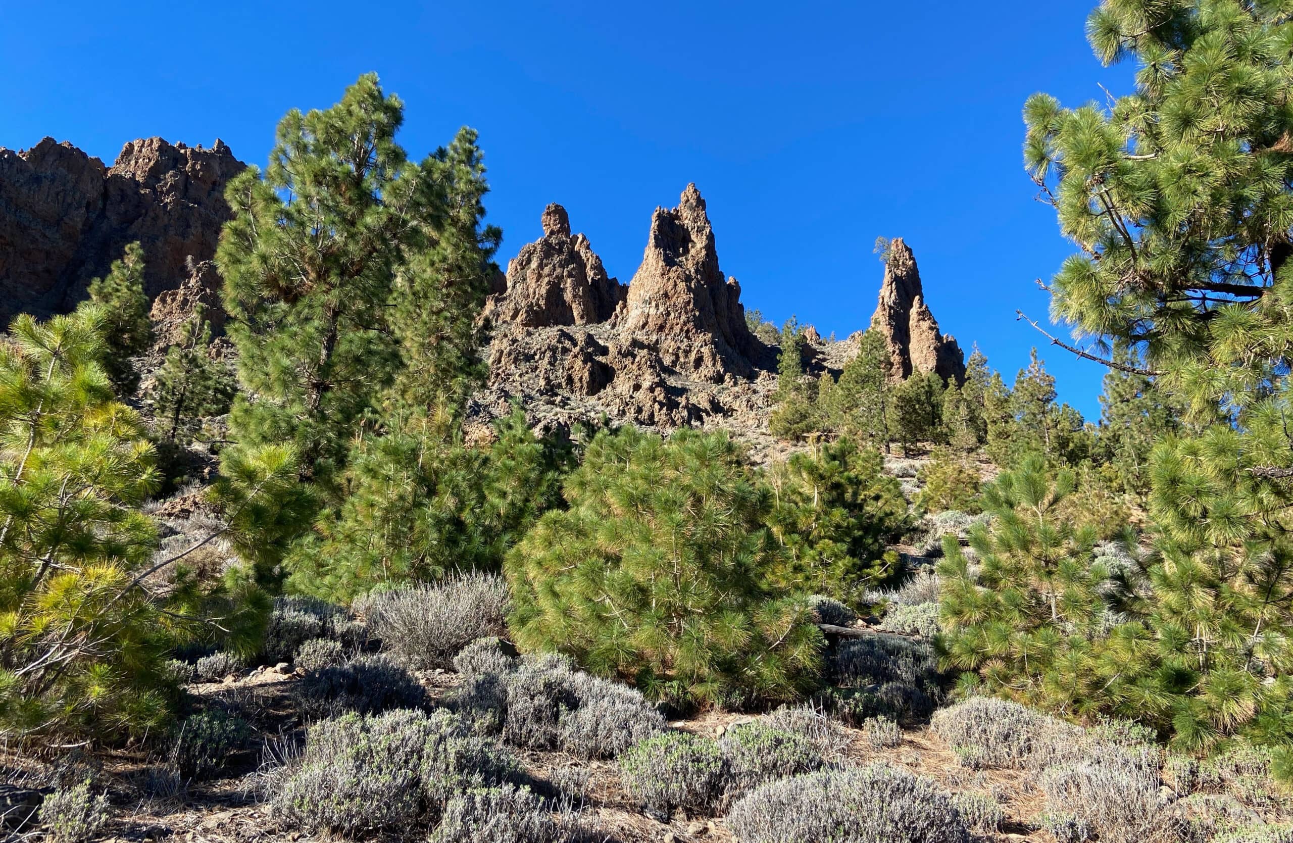 Grüne Kiefern, zackige Felsen und blauer Himmel im Nationalpark