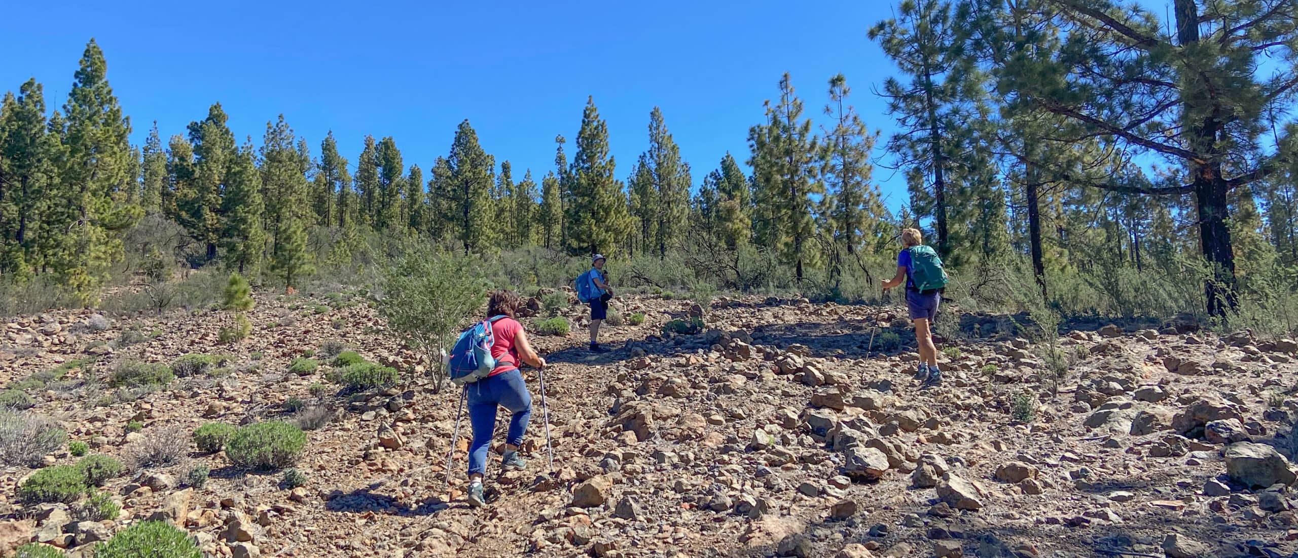 cuesta arriba sobre el pedregal hacia el bosque de pinos