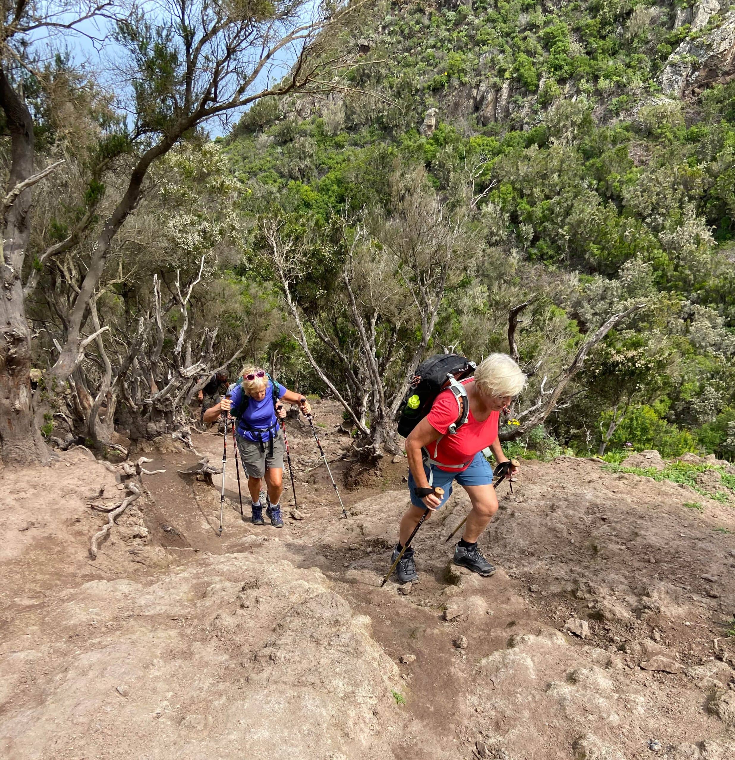 Hiking trail over rocks and through the cloud forest below Teno Alto