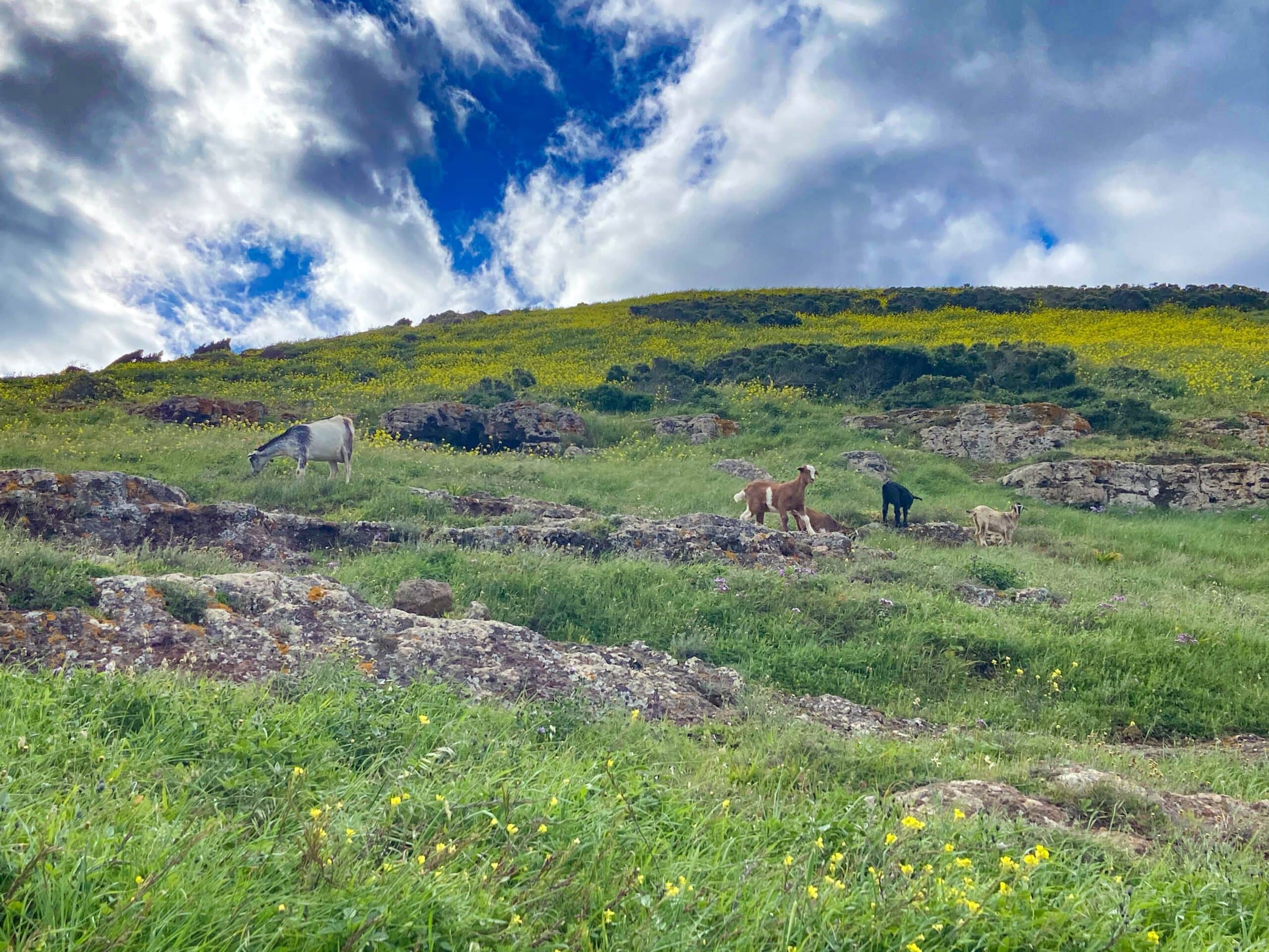 Las cabras comparten el camino por debajo de Teno Alto con usted