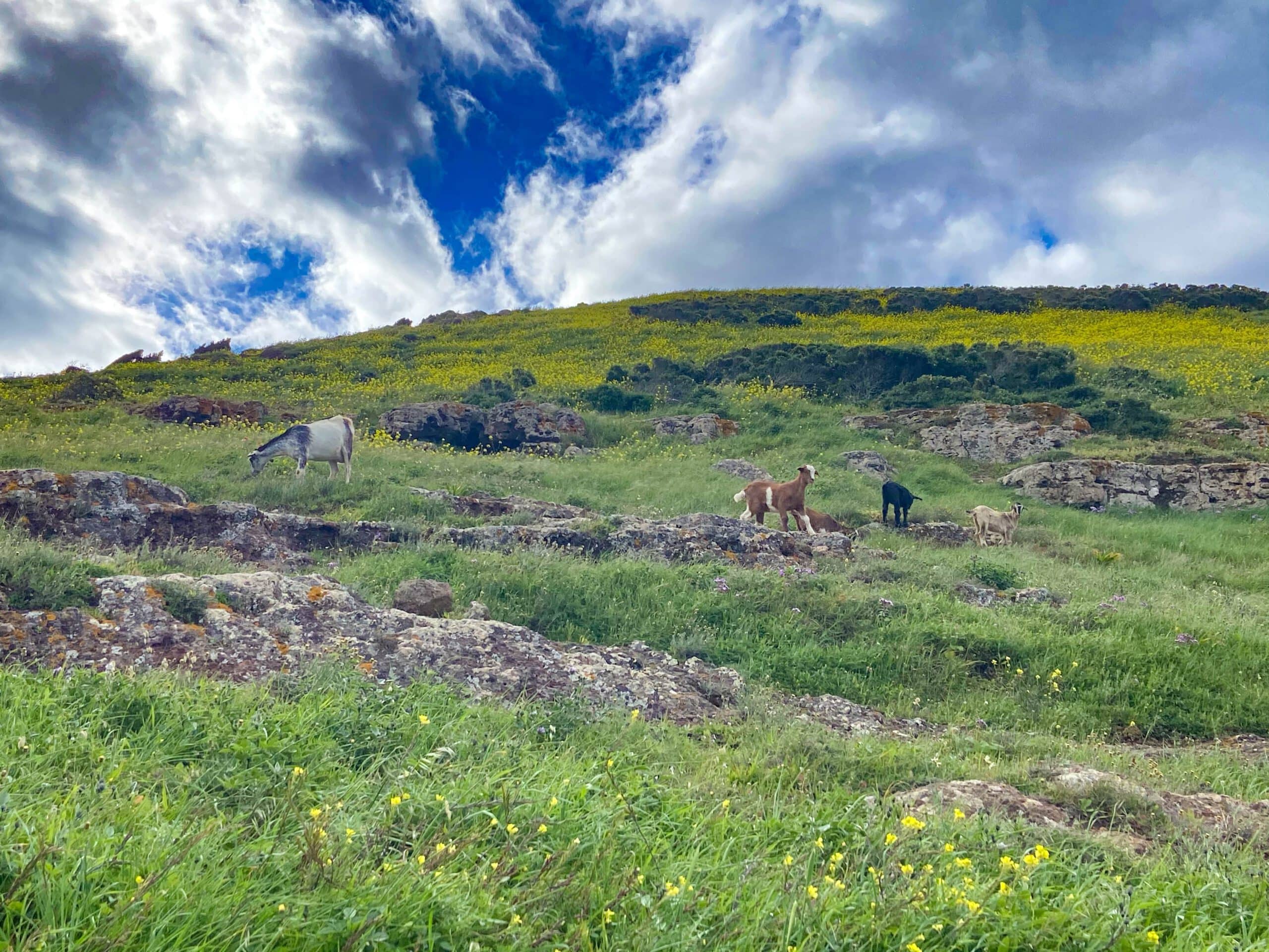 Las cabras comparten el camino por debajo de Teno Alto con usted 