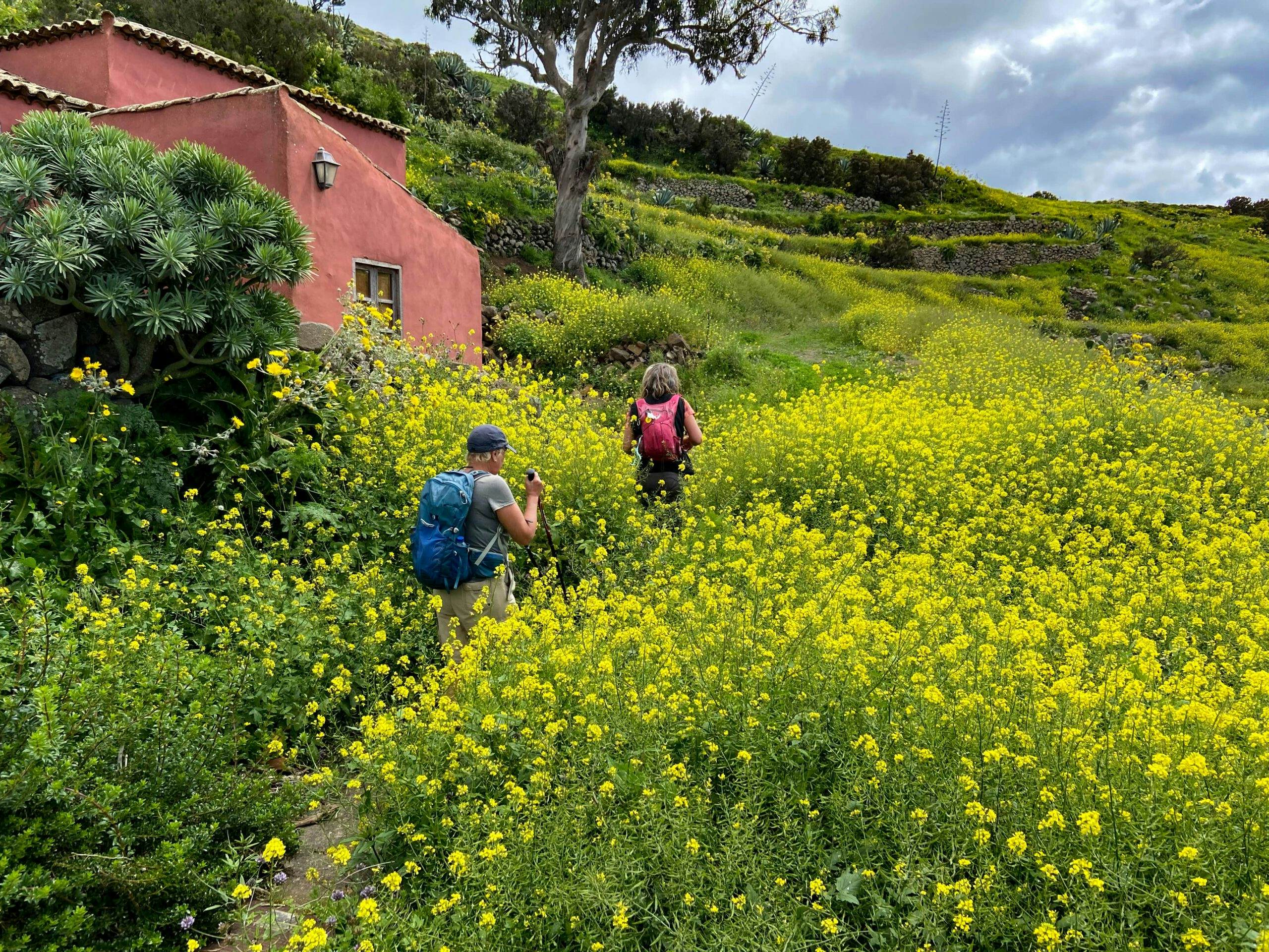 Hiking trail through green meadows and blooming flowers