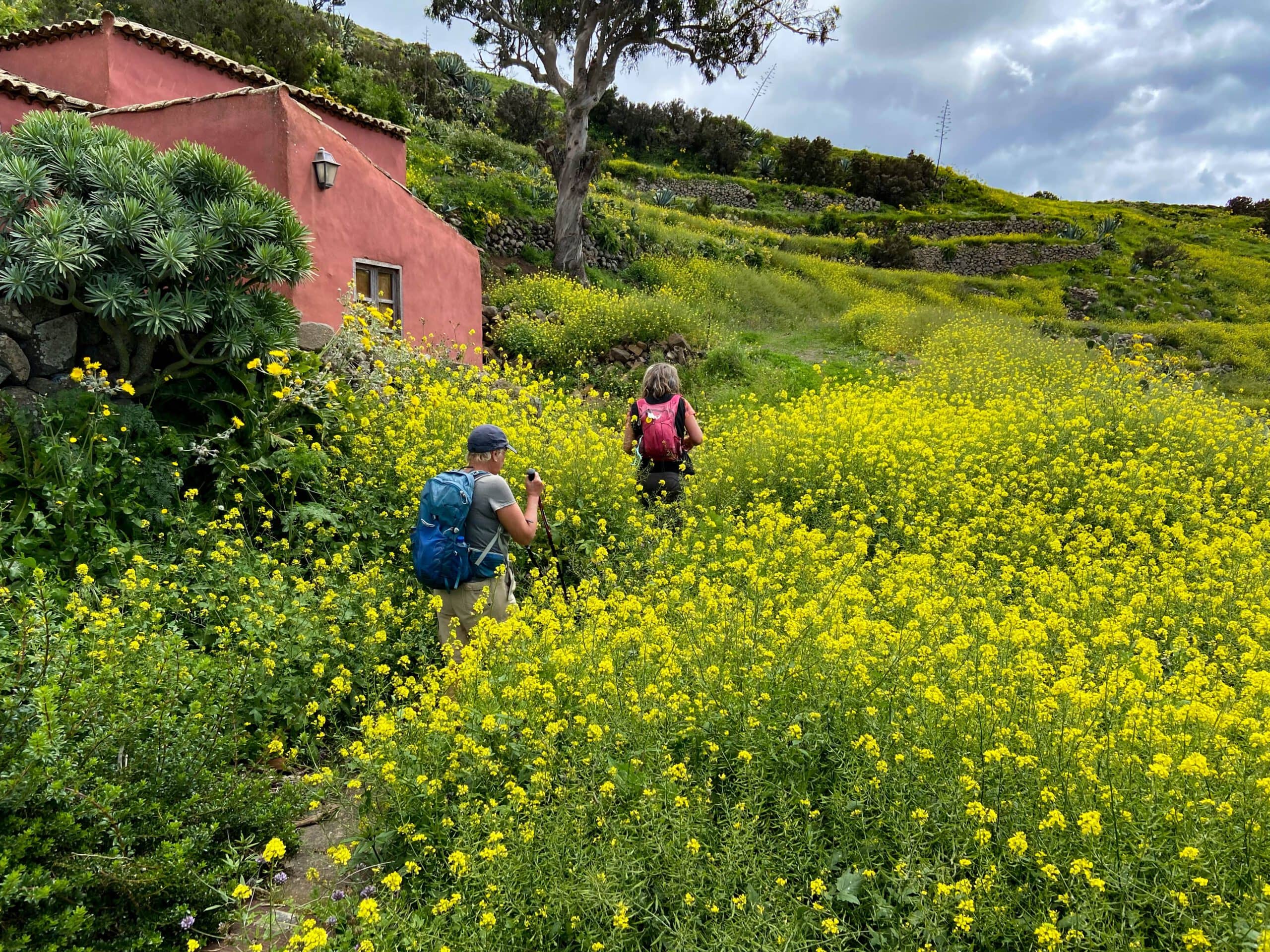 Wanderweg durch grüne Wiesen und blühende Blumen