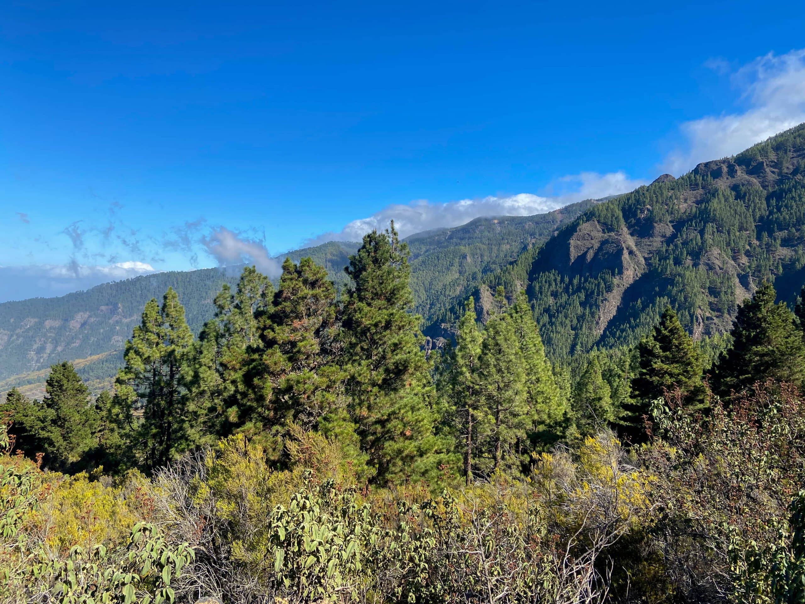 Orotava Tal - Blick vom Wanderweg auf Wald und Felsen