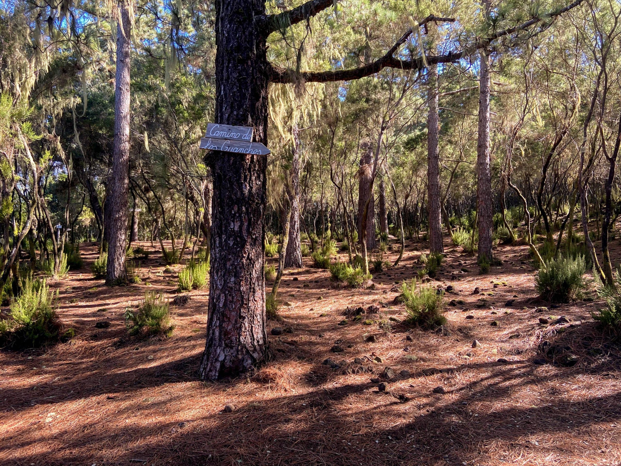 Subida Camino de Los Guanches