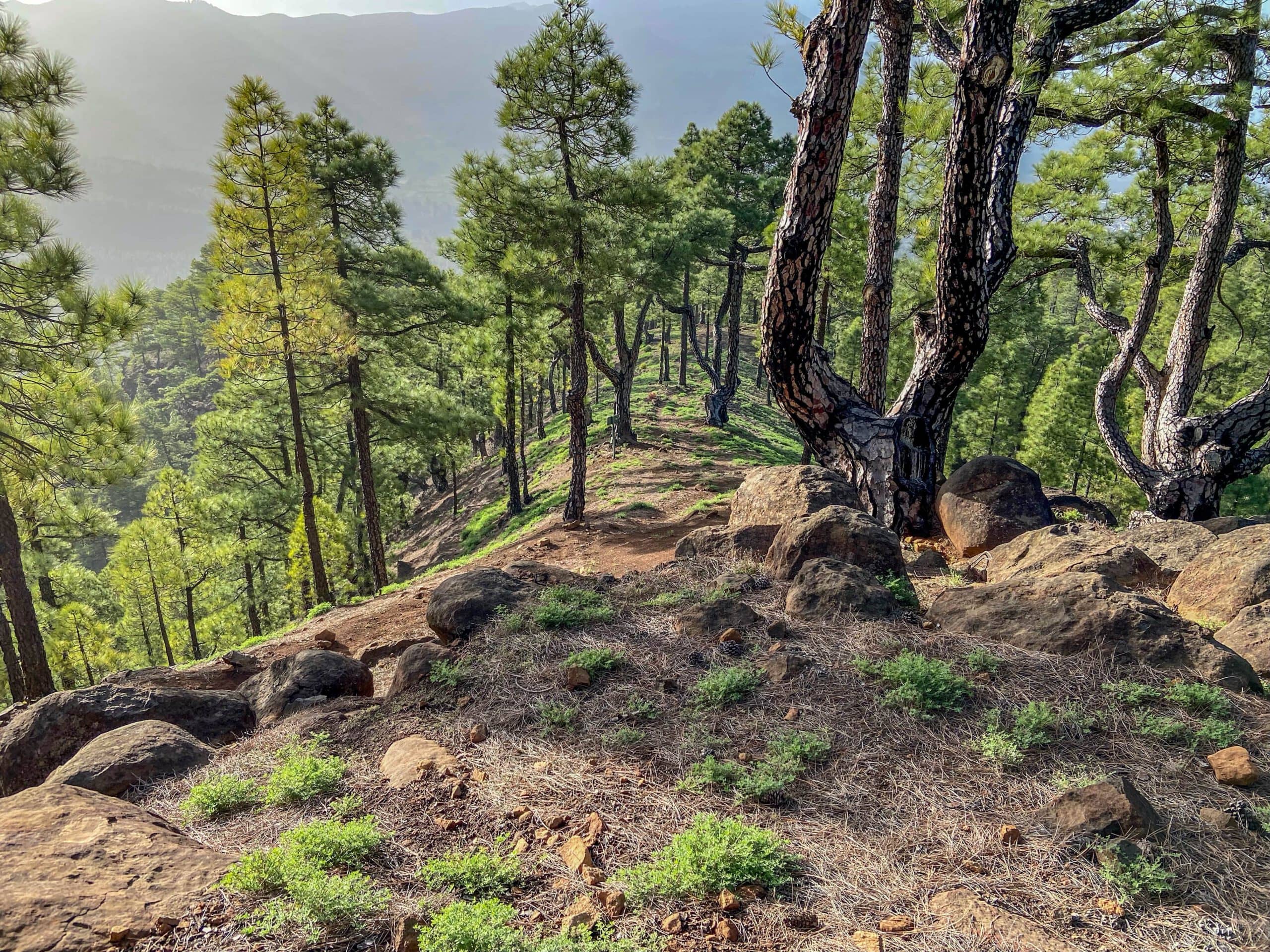 Hiking uphill on a green ridge trail through the forest