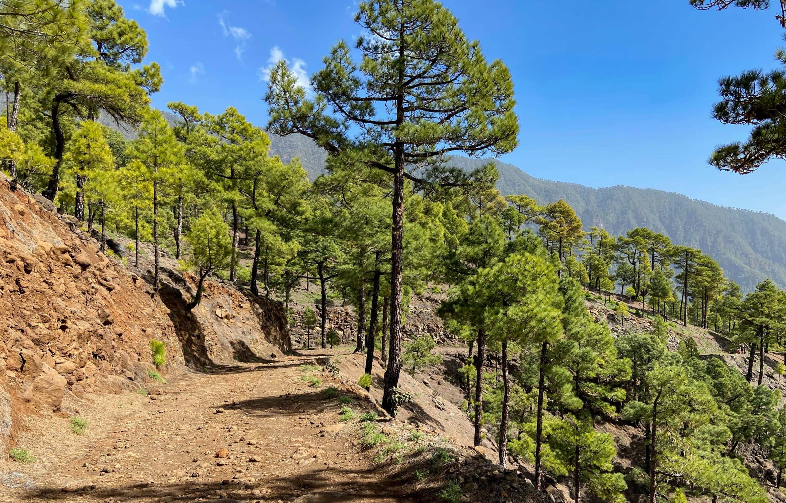 Forest track (way back) from Pico Bejenado