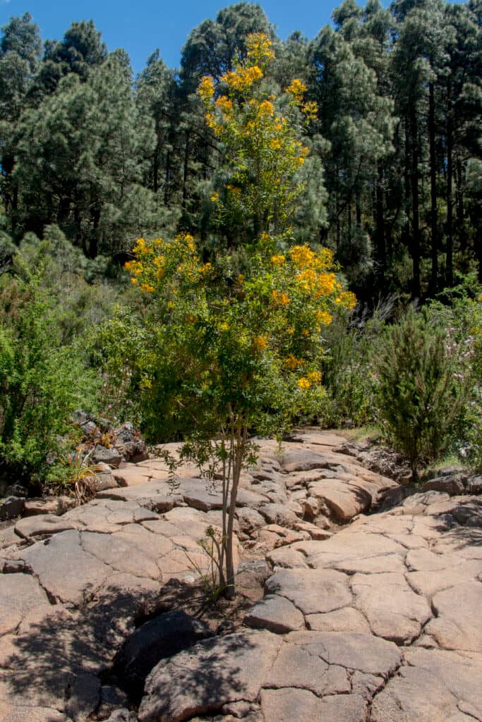 Roca de lava sobre la Cueva del Viento