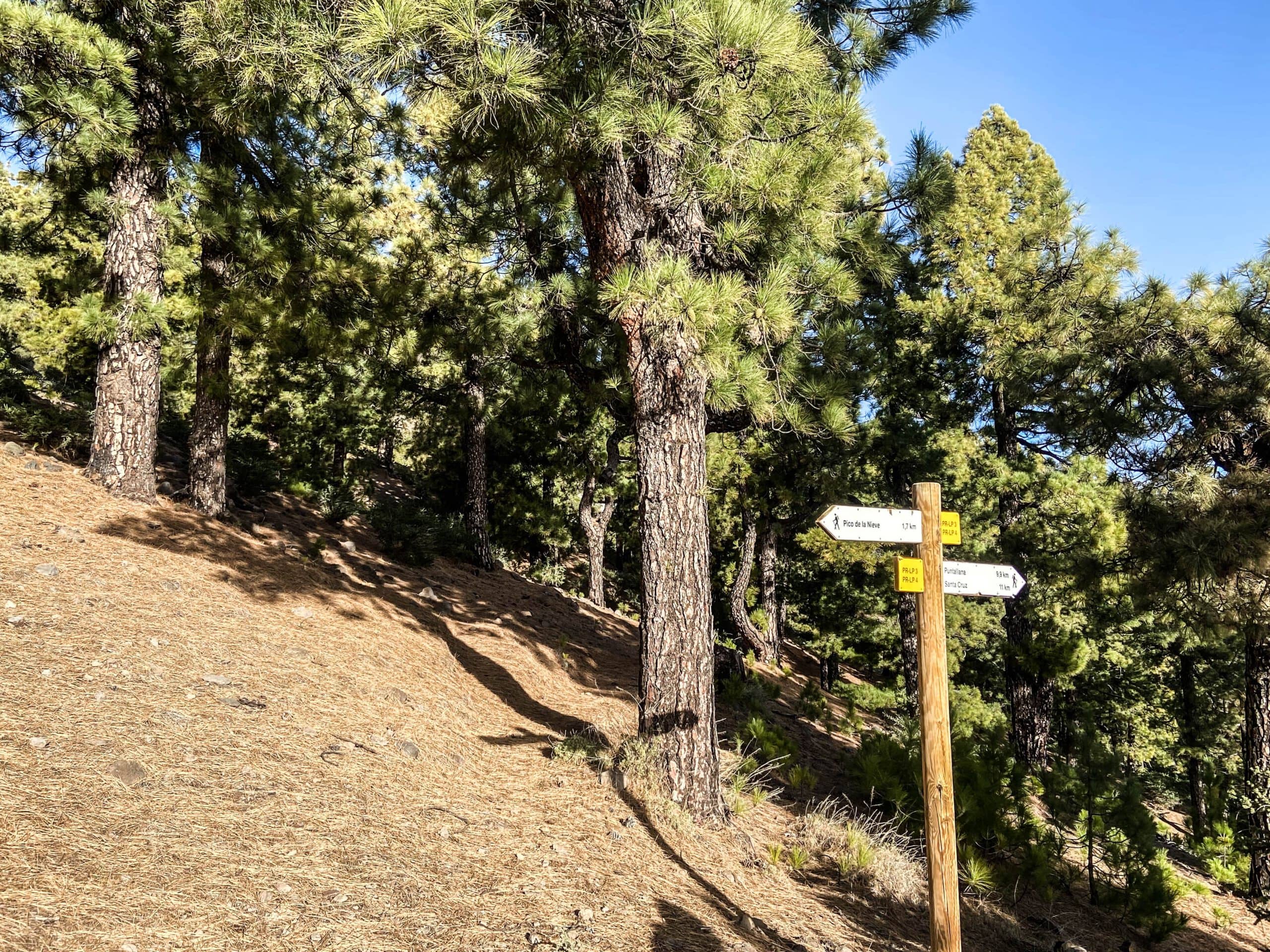 Forest path up to Pico de la Nieve