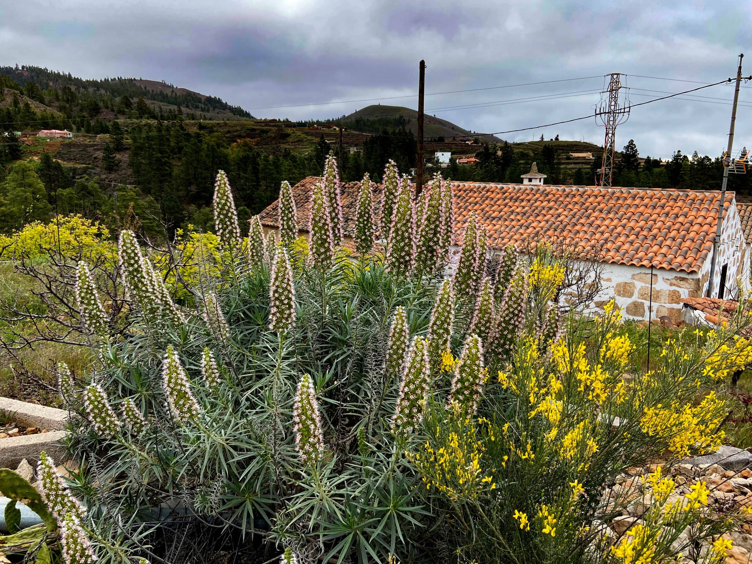 Flores en la ruta de senderismo cerca de Ifonche