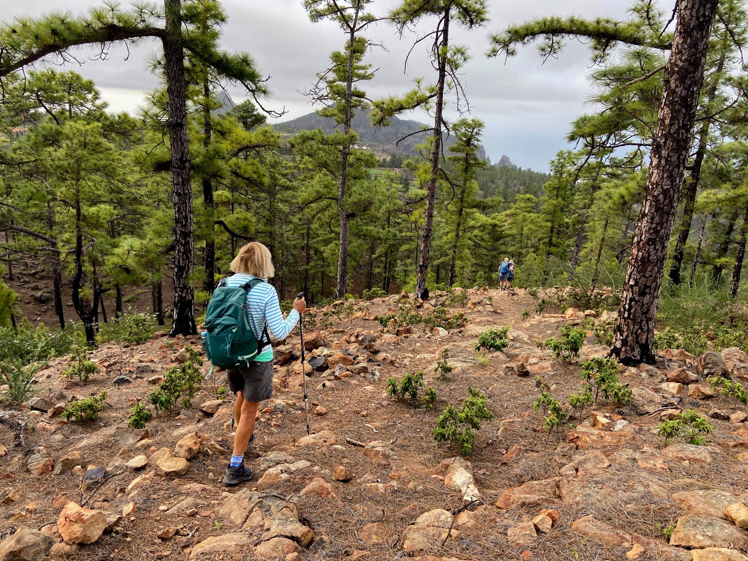 Hiking trail through the forest - Roque Imoque and Roque de los Brezos in the background