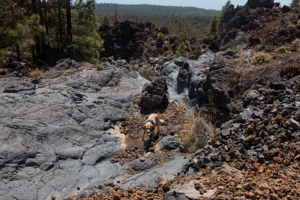 Pequeño pozo de agua contra la sed - el perro es feliz