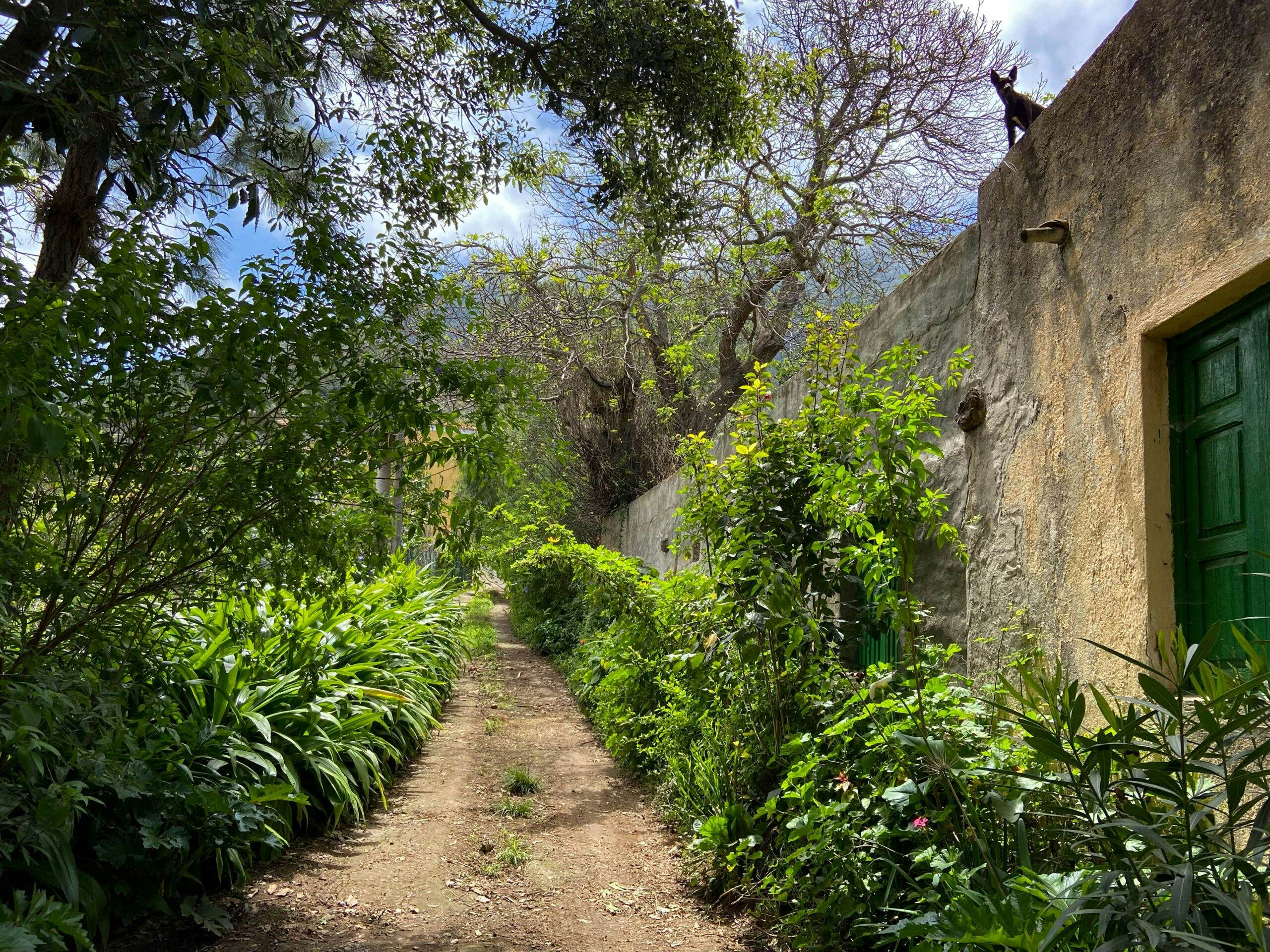 Hiking trail between Chanajiga and Los Realejos