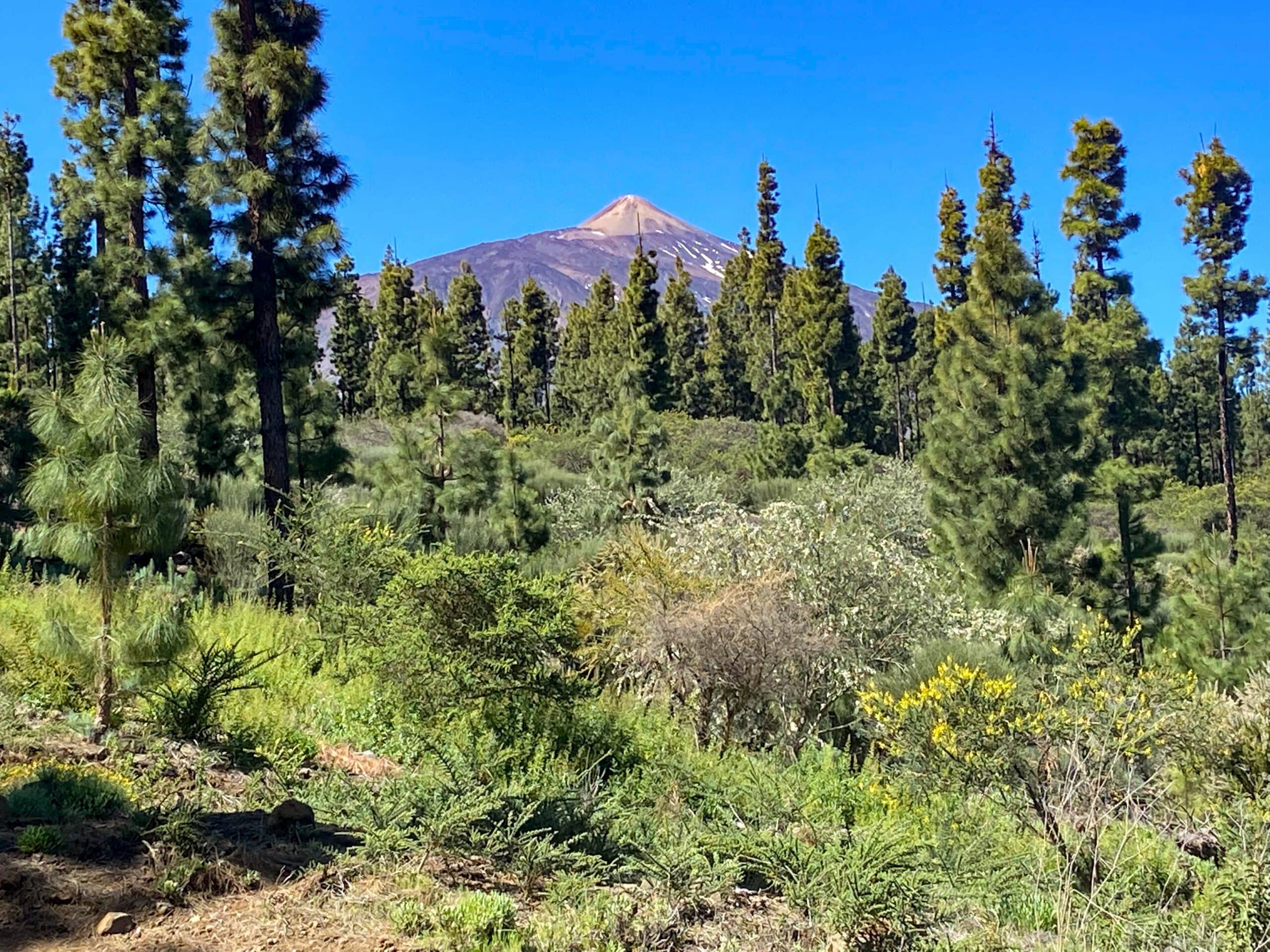 Vista del Teide desde la ruta de senderismo