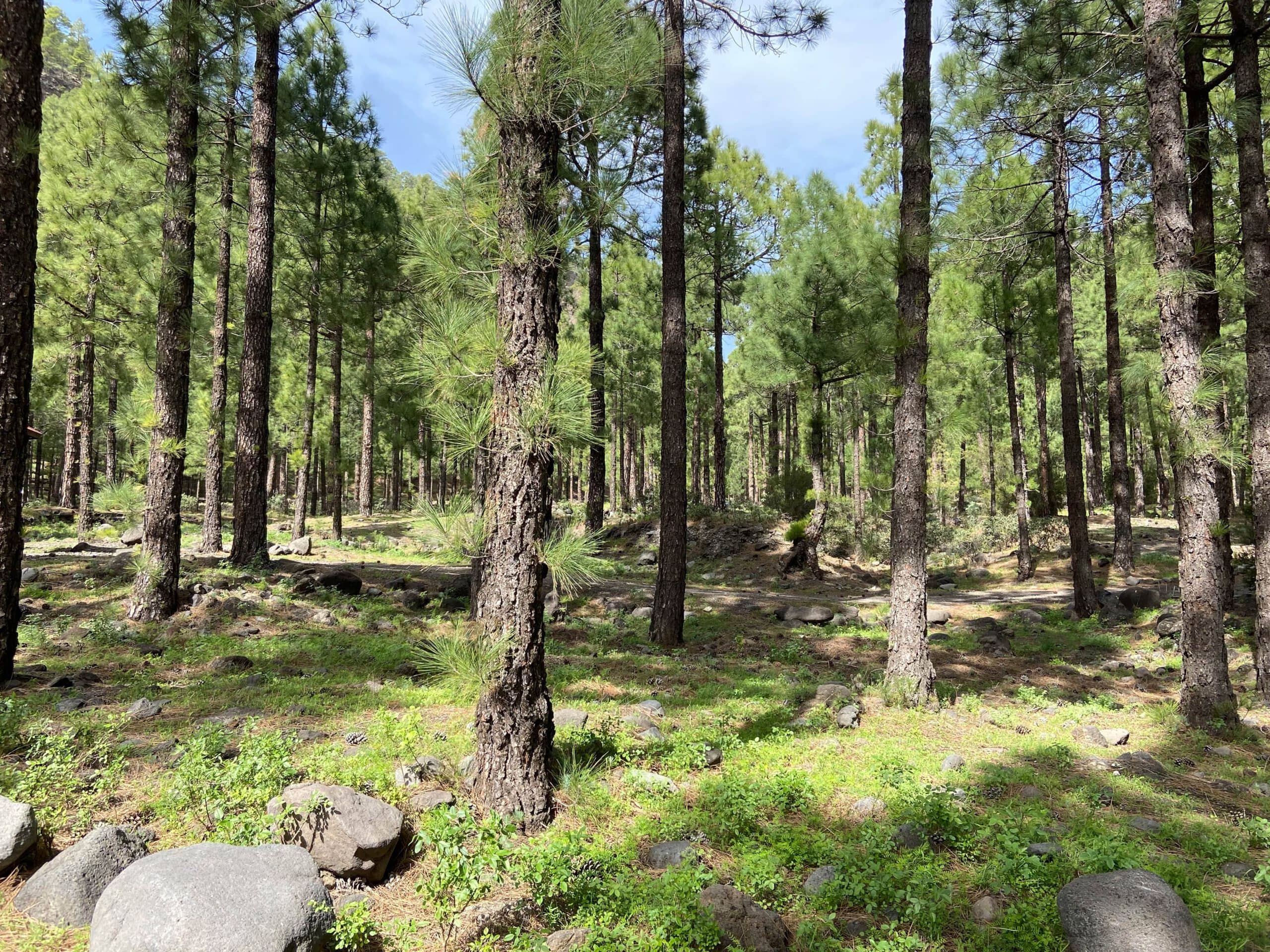 Hiking trail through the forest