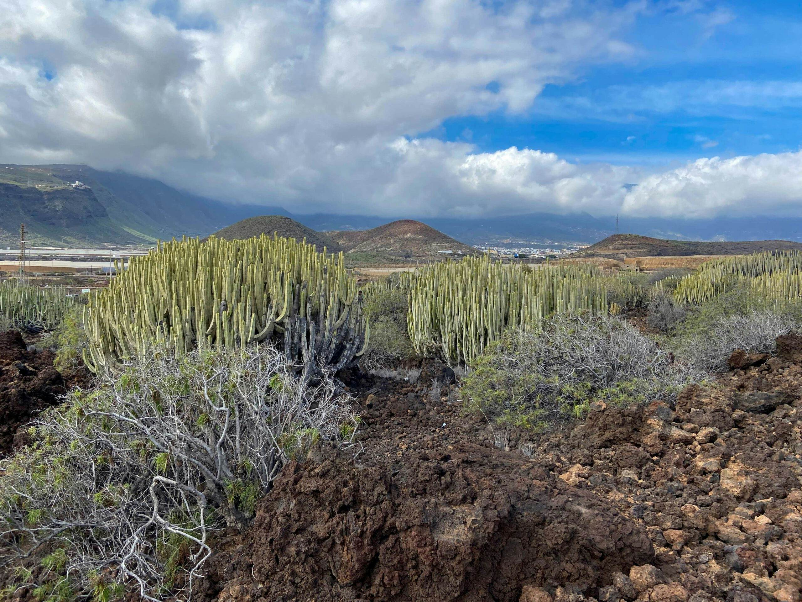 Caminos entre cactus, mucha vegetación y piedras volcánicas