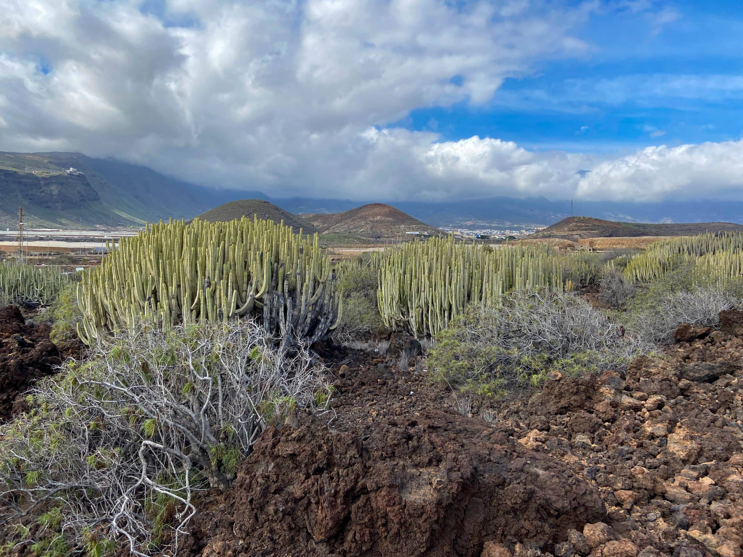 Paths through cacti, lots of greenery and volcanic stones