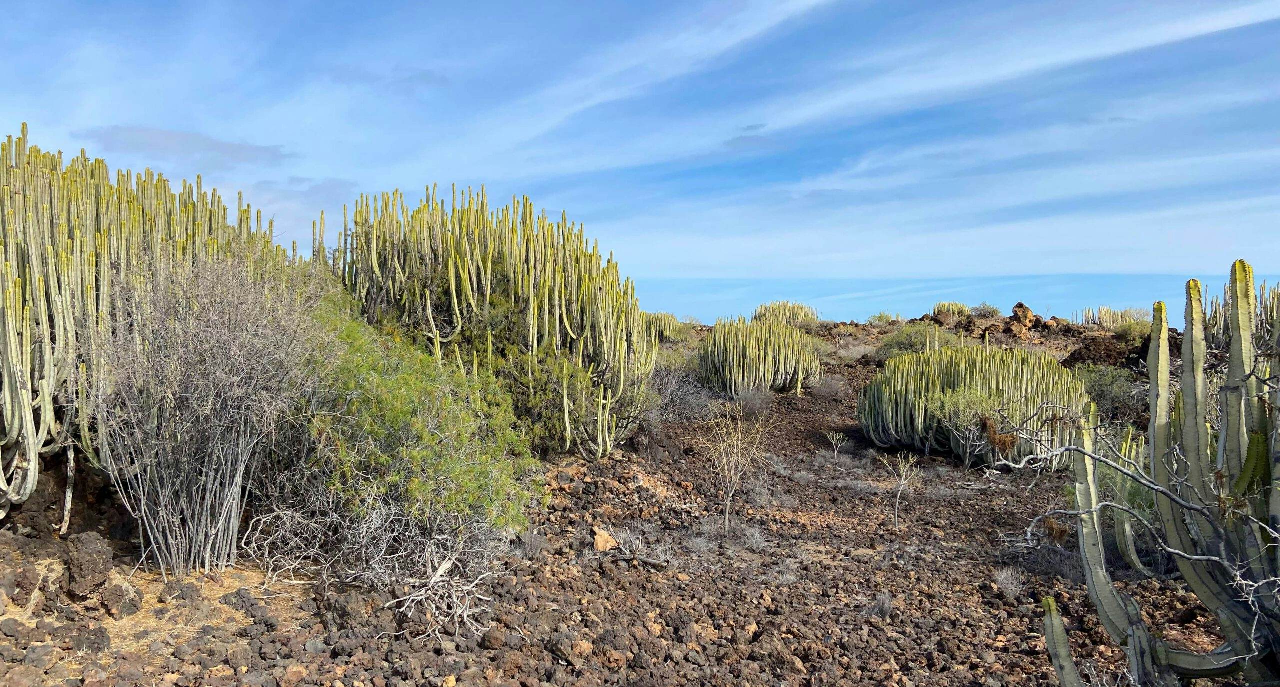 Paisaje del Malpaís de Güímar - campos de lava con muchas especies de plantas endémicas