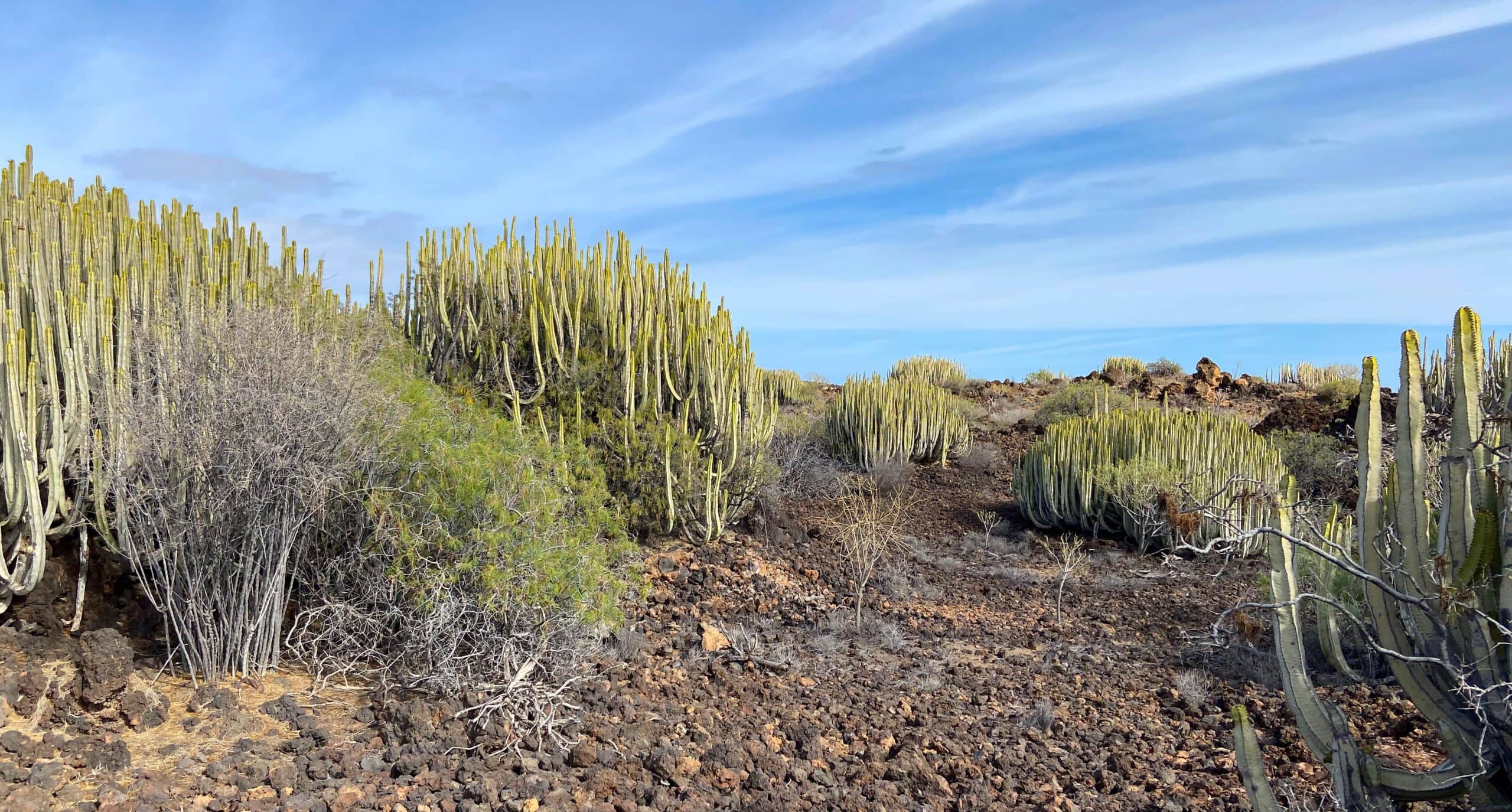 Landschaft Malpaís de Güímar - Lavafelder mit vielen endemischen Pflanzenarten